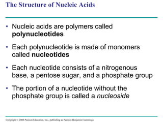 The Structure of Nucleic Acids Nucleic acids are polymers called  polynucleotides Each polynucleotide is made of monomers called  nucleotides Each nucleotide consists of a nitrogenous base, a pentose sugar, and a phosphate group The portion of a nucleotide without the phosphate group is called a  nucleoside Copyright © 2008 Pearson Education, Inc., publishing as Pearson Benjamin Cummings 