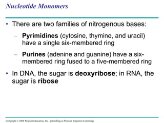 Nucleotide Monomers There are two families of nitrogenous bases:   Pyrimidines  (cytosine, thymine, and uracil)   have a single six-membered ring Purines  (adenine and guanine) have a six-membered ring fused to a five-membered ring In DNA, the sugar is  deoxyribose ; in RNA, the sugar is  ribose Copyright © 2008 Pearson Education, Inc., publishing as Pearson Benjamin Cummings 