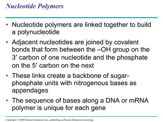 Nucleotide Polymers Nucleotide polymers are linked together to build a polynucleotide Adjacent nucleotides are joined by covalent bonds that form between the –OH group on the 3   carbon of one nucleotide and the phosphate on the 5   carbon on the next These links create a backbone of sugar-phosphate units with nitrogenous bases as appendages The sequence of bases along a DNA or mRNA polymer is unique for each gene Copyright © 2008 Pearson Education, Inc., publishing as Pearson Benjamin Cummings 