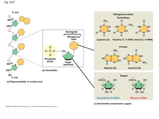 Fig. 5-27 5’ end Nucleoside Nitrogenous base Phosphate group Sugar (pentose) (b) Nucleotide (a) Polynucleotide, or nucleic acid 3’ end 3  C 3  C 5  C 5  C Nitrogenous bases Pyrimidines Cytosine (C) Thymine (T, in DNA) Uracil (U, in RNA) Purines Adenine (A) Guanine (G) Sugars Deoxyribose (in DNA) Ribose (in RNA) (c) Nucleoside components: sugars 