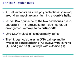 The DNA Double Helix A DNA molecule has two polynucleotides spiraling around an imaginary axis, forming a  double helix In the DNA double helix, the two backbones run in opposite 5   -> 3   directions from each other, an arrangement referred to as  antiparallel One DNA molecule includes many genes The nitrogenous bases in DNA pair up and form hydrogen bonds: adenine (A) always with thymine (T), and guanine (G) always with cytosine (C) Copyright © 2008 Pearson Education, Inc., publishing as Pearson Benjamin Cummings 