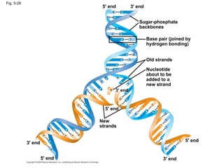 Fig. 5-28 Sugar-phosphate backbones 3' end 3' end 3' end 3' end 5' end 5' end 5' end 5' end Base pair (joined by hydrogen bonding) Old strands New strands Nucleotide about to be added to a new strand 