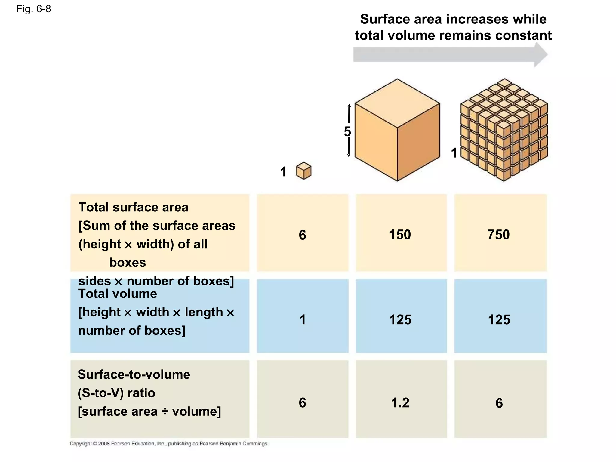 Fig. 6-8 Surface area increases while total volume remains constant 5 1 1 6 150 750 125 125 1 6 6 1.2 Total surface area [Sum of the surface areas (height    width) of all boxes sides    number of boxes] Total volume [height    width    length   number of boxes] Surface-to-volume (S-to-V) ratio [surface area ÷ volume] 