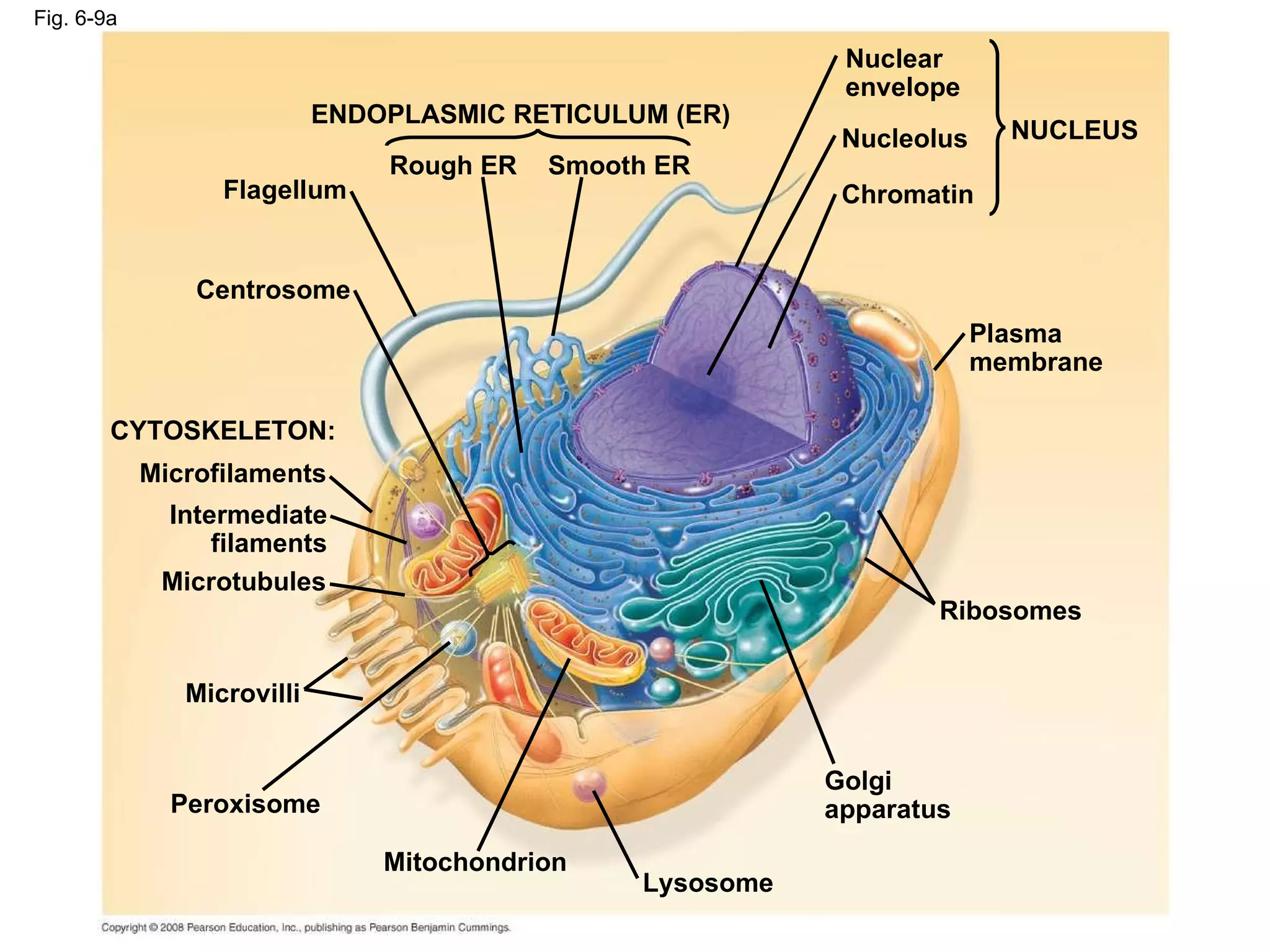 Fig. 6-9a ENDOPLASMIC RETICULUM (ER) Smooth ER Rough ER Flagellum Centrosome CYTOSKELETON: Microfilaments Intermediate filaments Microtubules Microvilli Peroxisome Mitochondrion Lysosome Golgi apparatus Ribosomes Plasma membrane Nuclear envelope Nucleolus Chromatin NUCLEUS 