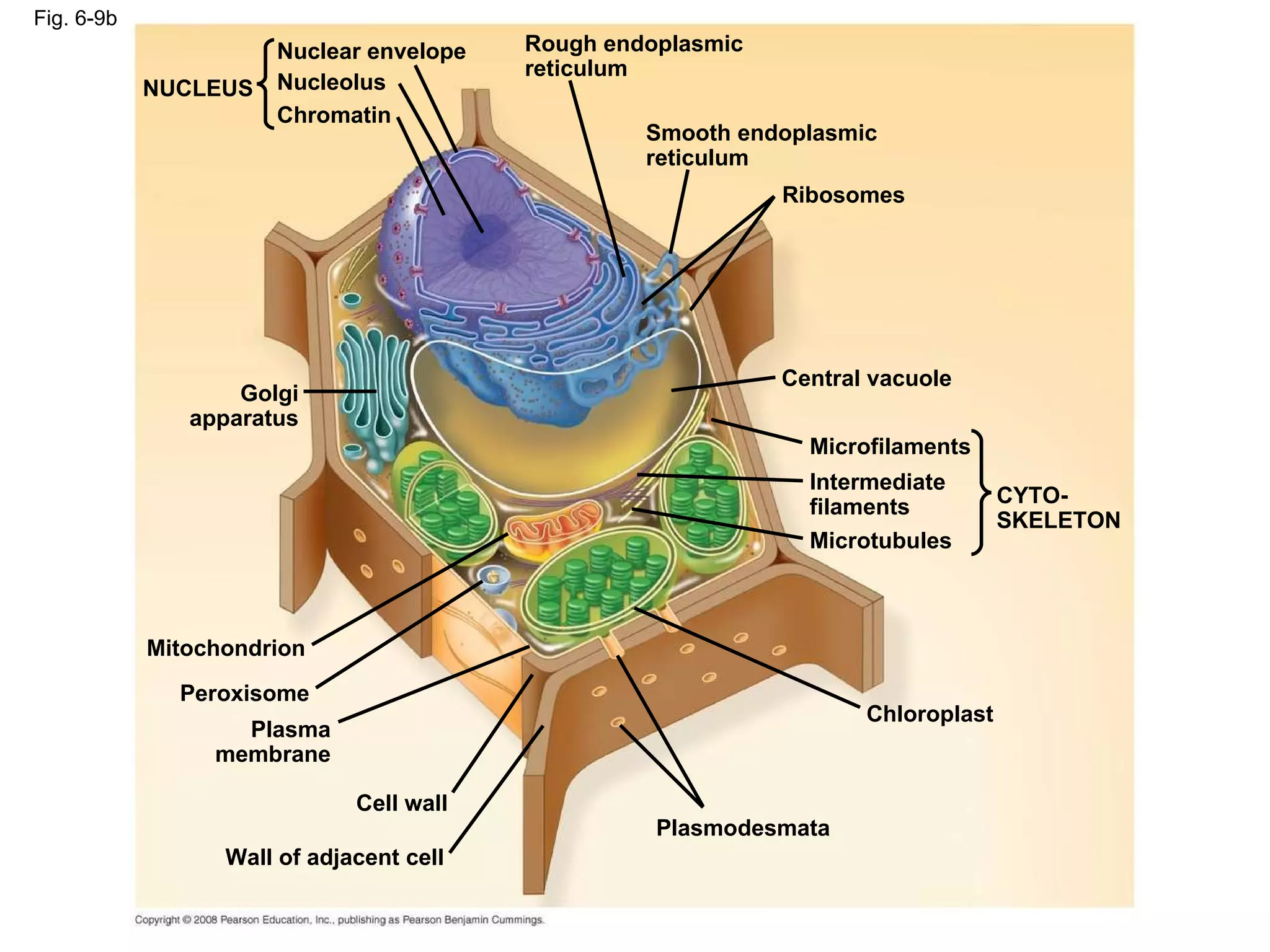 Fig. 6-9b NUCLEUS Nuclear envelope Nucleolus Chromatin Rough endoplasmic reticulum Smooth endoplasmic reticulum Ribosomes Central vacuole Microfilaments Intermediate filaments Microtubules CYTO- SKELETON Chloroplast Plasmodesmata Wall of adjacent cell Cell wall Plasma membrane Peroxisome Mitochondrion Golgi apparatus 