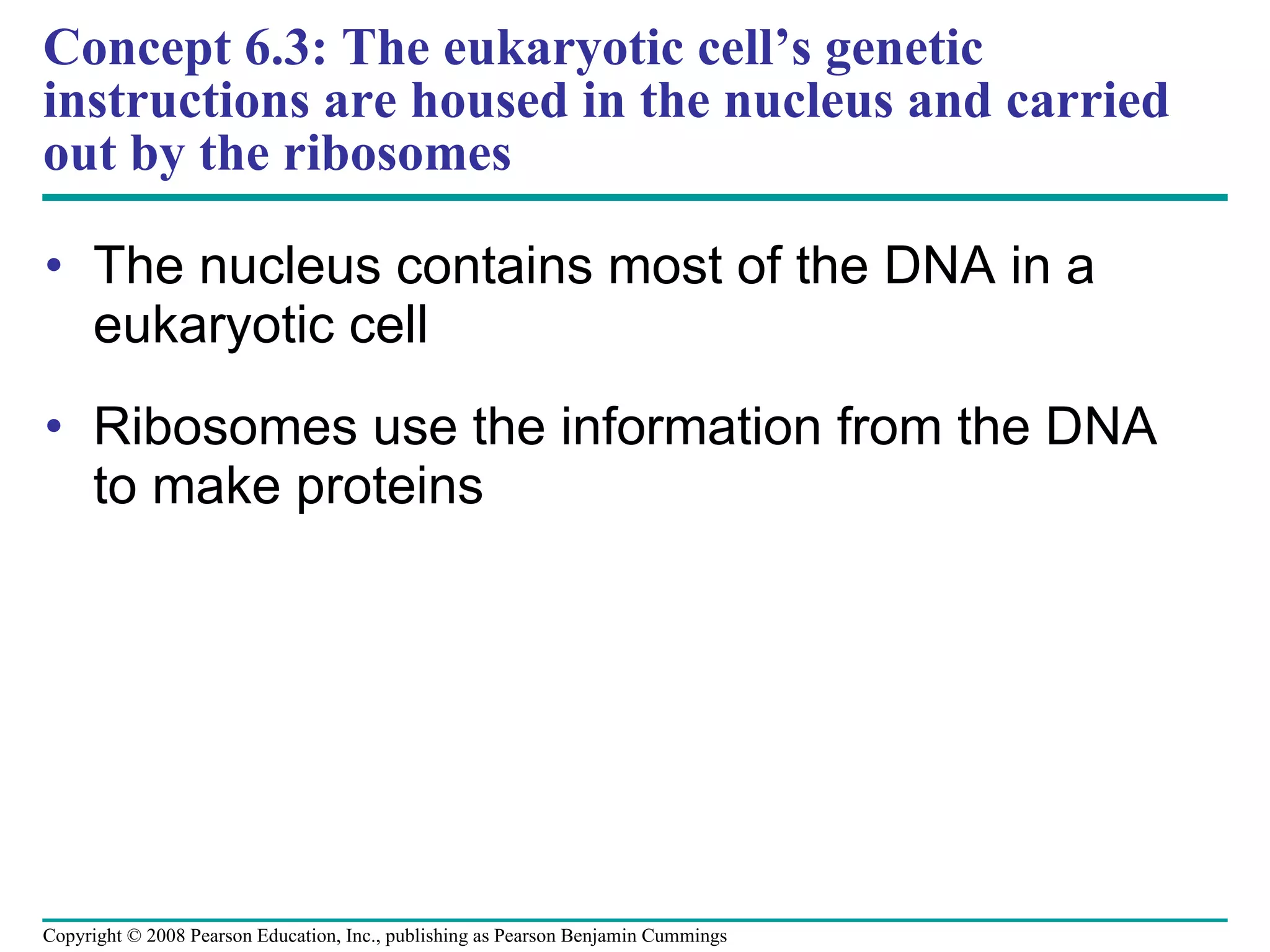 Concept 6.3: The eukaryotic cell’s genetic instructions are housed in the nucleus and carried out by the ribosomes The nucleus contains most of the DNA in a eukaryotic cell Ribosomes use the information from the DNA to make proteins Copyright © 2008 Pearson Education, Inc., publishing as Pearson Benjamin Cummings 