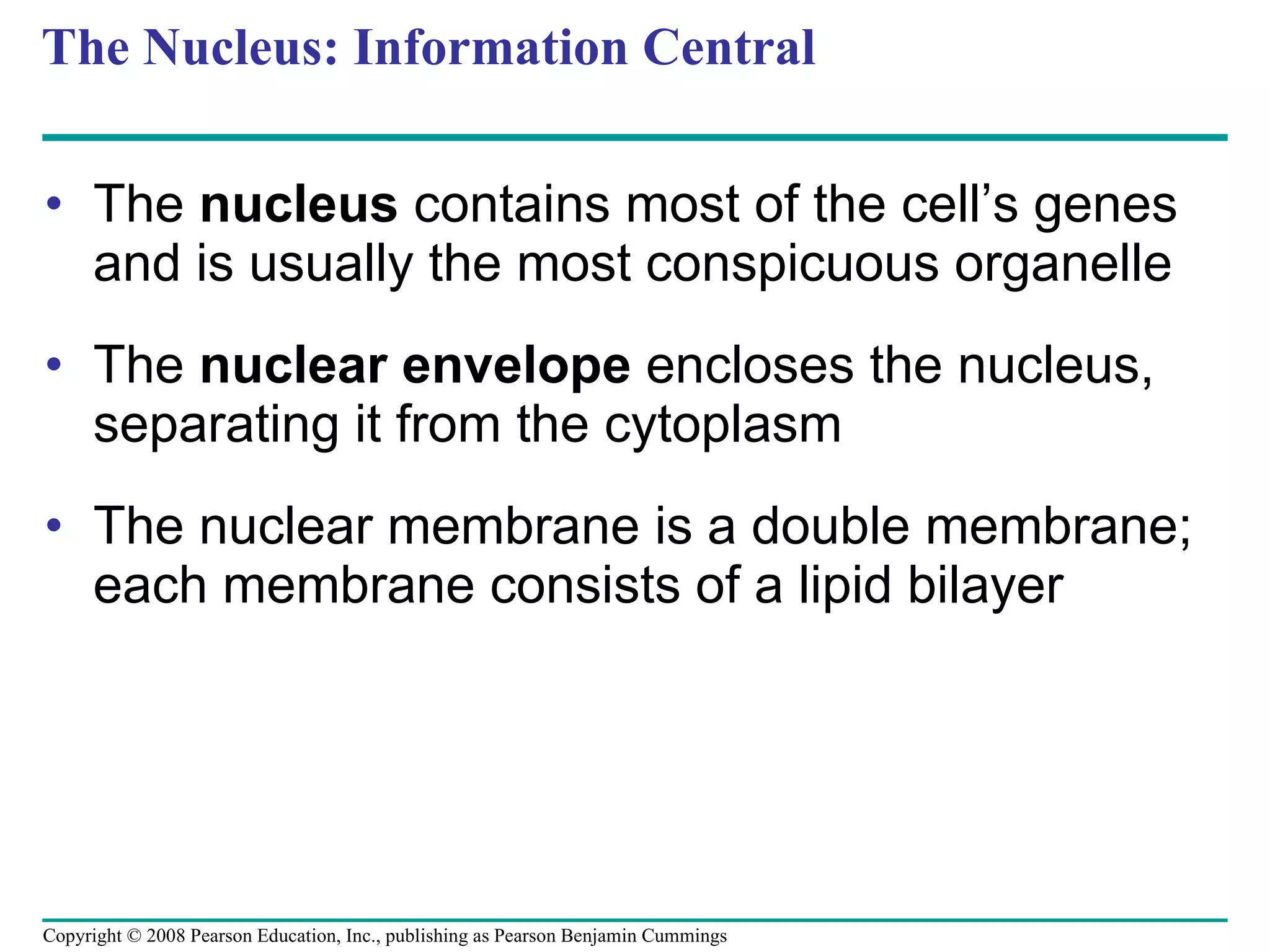 The Nucleus: Information Central The  nucleus  contains most of the cell’s genes and is usually the most conspicuous organelle The  nuclear envelope  encloses the nucleus, separating it from the cytoplasm The nuclear membrane is a double membrane; each membrane consists of a lipid bilayer Copyright © 2008 Pearson Education, Inc., publishing as Pearson Benjamin Cummings 