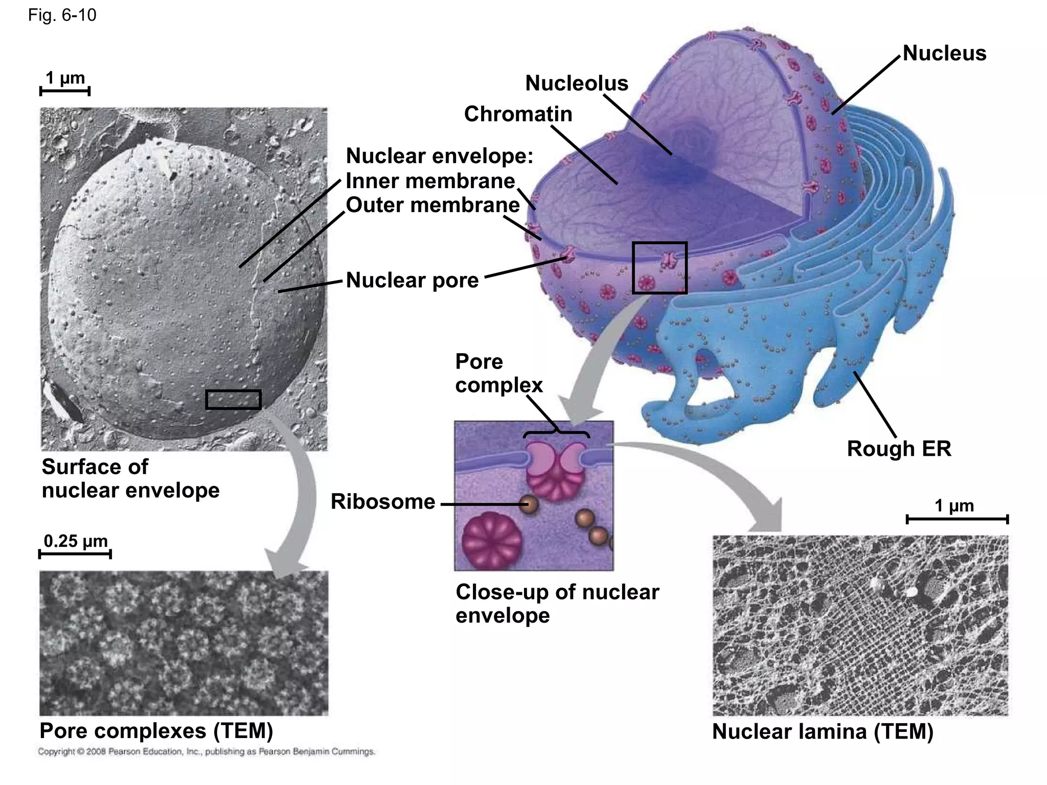 Fig. 6-10 Nucleolus Nucleus Rough ER Nuclear lamina (TEM) Close-up of nuclear envelope 1 µm 1 µm 0.25 µm Ribosome Pore complex Nuclear pore Outer membrane Inner membrane Nuclear envelope: Chromatin Surface of nuclear envelope Pore complexes (TEM) 