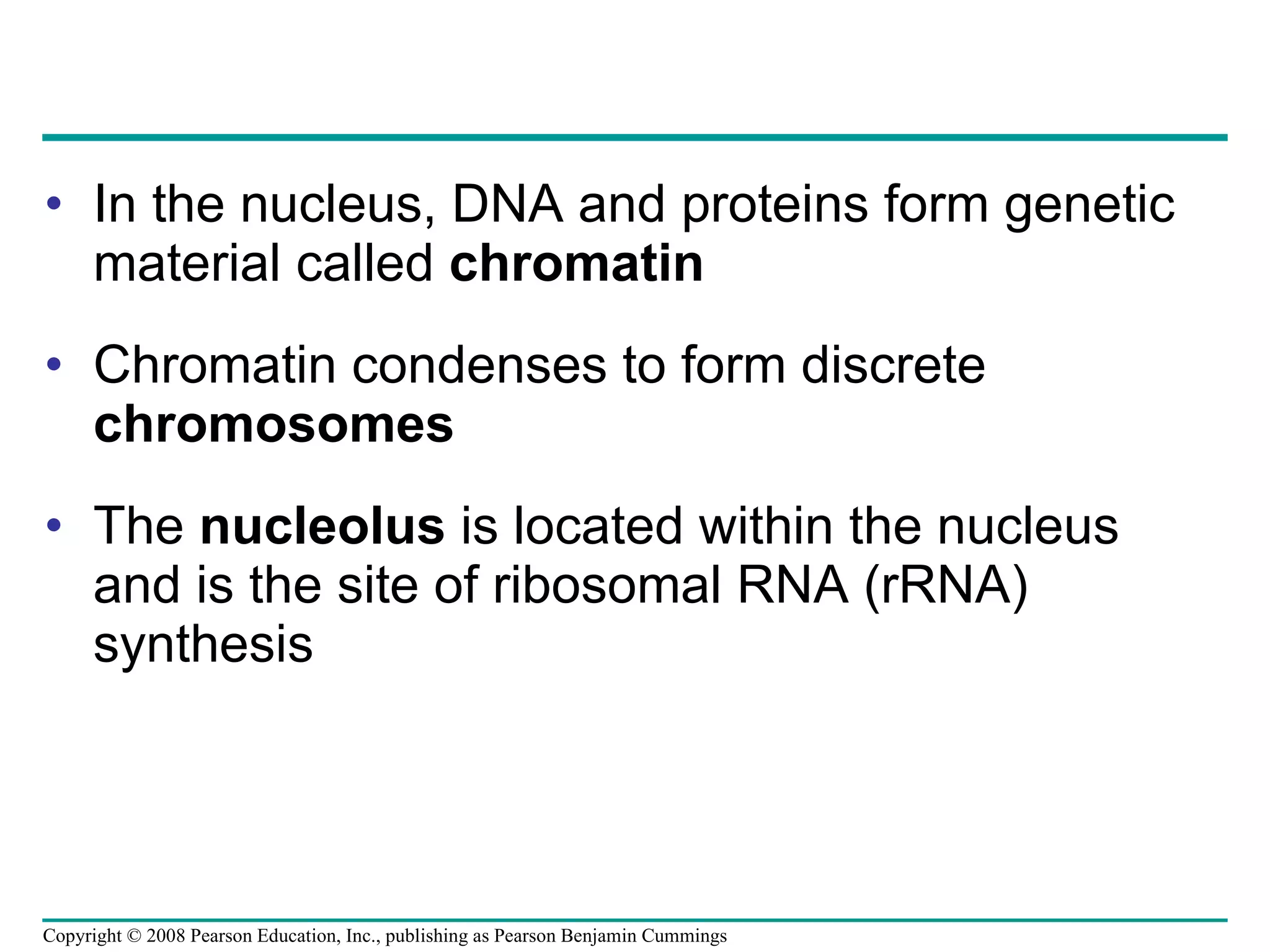 In the nucleus, DNA and proteins form genetic material called  chromatin  Chromatin condenses to form discrete  chromosomes The  nucleolus  is located within the nucleus and is the site of ribosomal RNA (rRNA) synthesis Copyright © 2008 Pearson Education, Inc., publishing as Pearson Benjamin Cummings 