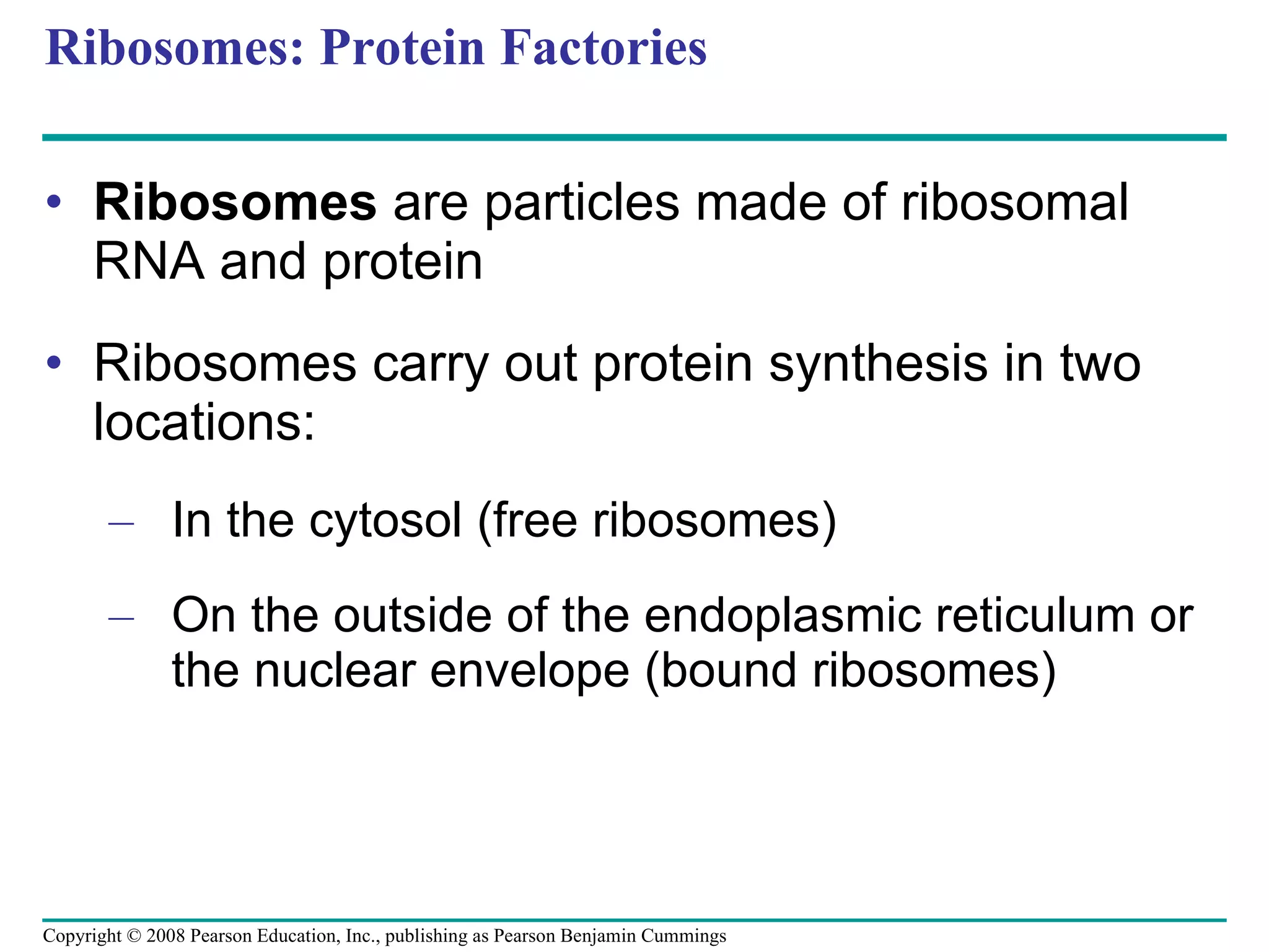 Ribosomes: Protein Factories Ribosomes  are particles made of ribosomal RNA and protein Ribosomes carry out protein synthesis in two locations: In the cytosol (free ribosomes) On the outside of the endoplasmic reticulum or the nuclear envelope (bound ribosomes) Copyright © 2008 Pearson Education, Inc., publishing as Pearson Benjamin Cummings 