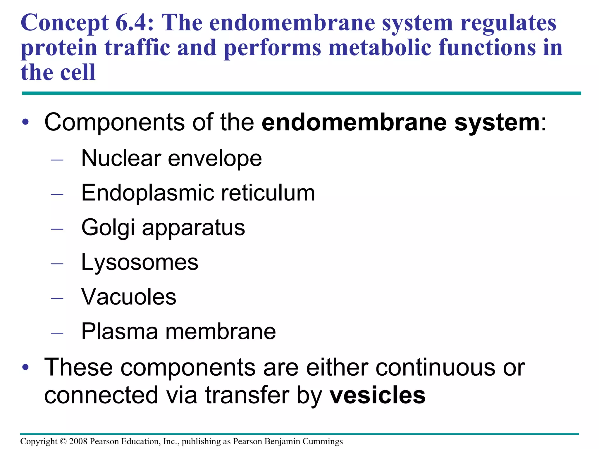 Concept 6.4: The endomembrane system regulates protein traffic and performs metabolic functions in the cell Components of the  endomembrane system : Nuclear envelope Endoplasmic reticulum Golgi apparatus Lysosomes Vacuoles Plasma membrane These components are either continuous or connected via transfer by  vesicles Copyright © 2008 Pearson Education, Inc., publishing as Pearson Benjamin Cummings 