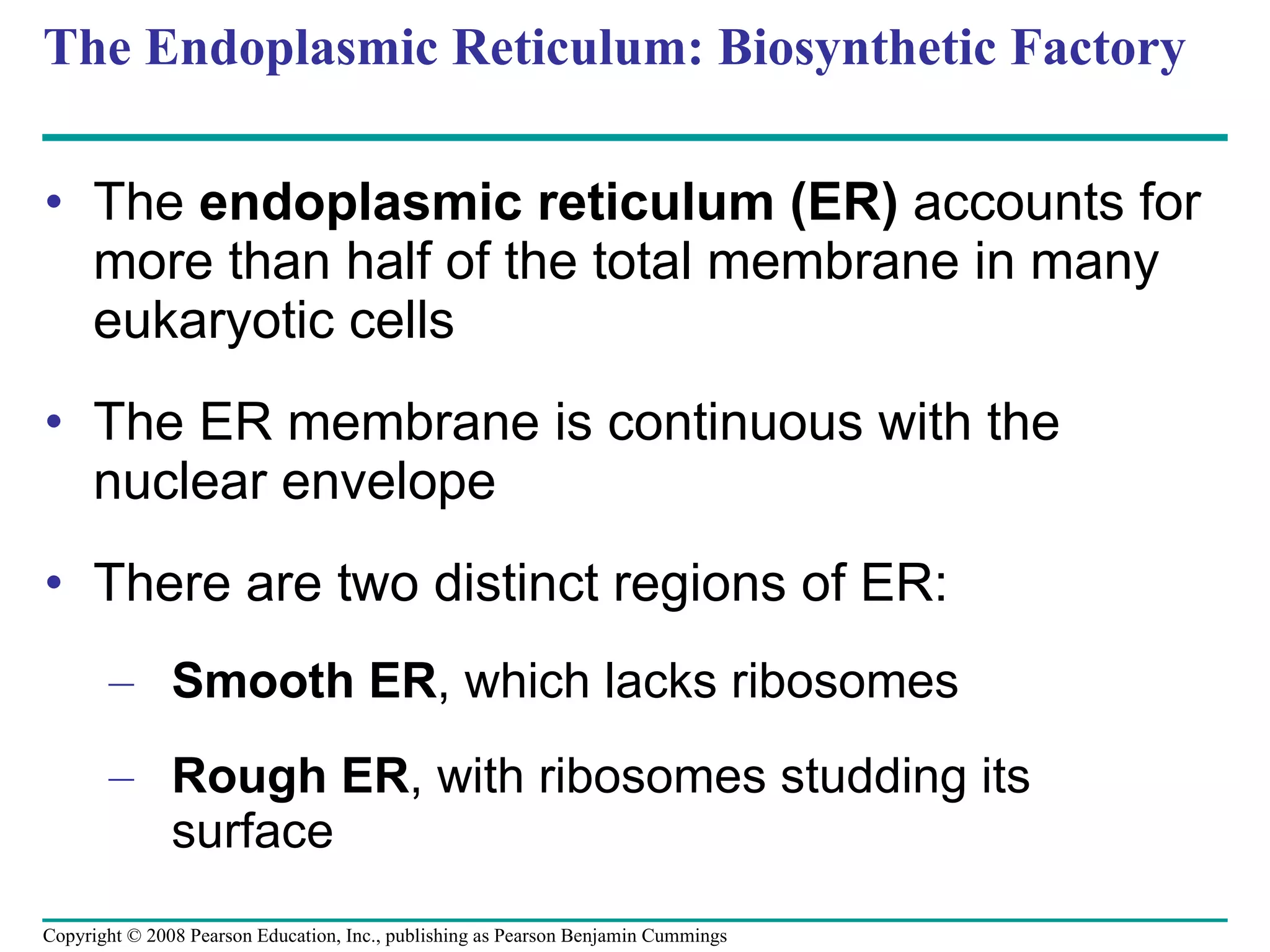 The Endoplasmic Reticulum: Biosynthetic Factory The  endoplasmic reticulum (ER)  accounts for more than half of the total membrane in many eukaryotic cells The ER membrane is continuous with the nuclear envelope There are two distinct regions of ER: Smooth ER , which lacks ribosomes Rough ER , with ribosomes studding its surface Copyright © 2008 Pearson Education, Inc., publishing as Pearson Benjamin Cummings 