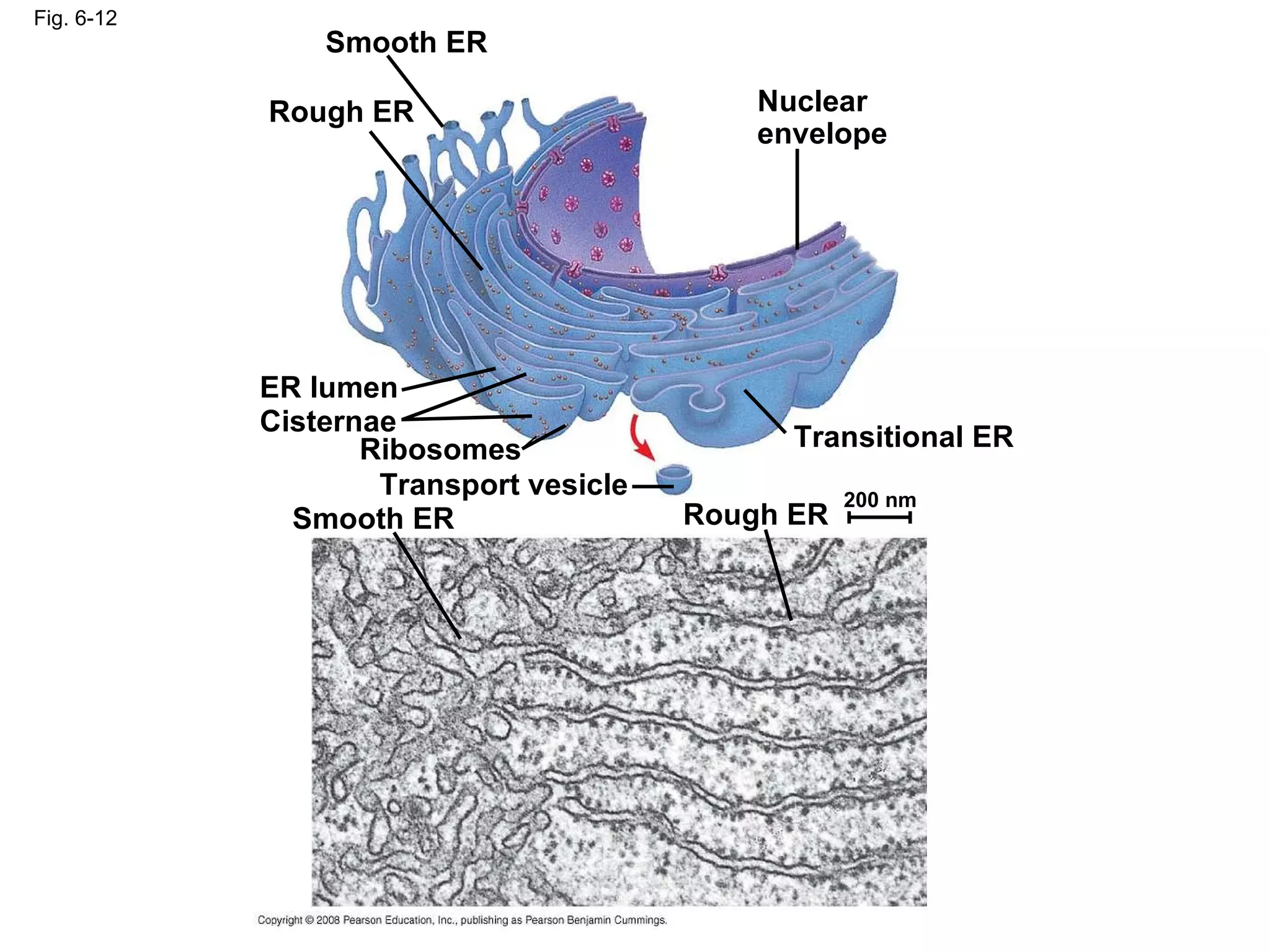 Fig. 6-12 Smooth ER Rough ER Nuclear envelope Transitional ER Rough ER Smooth ER Transport vesicle Ribosomes Cisternae ER lumen 200 nm 