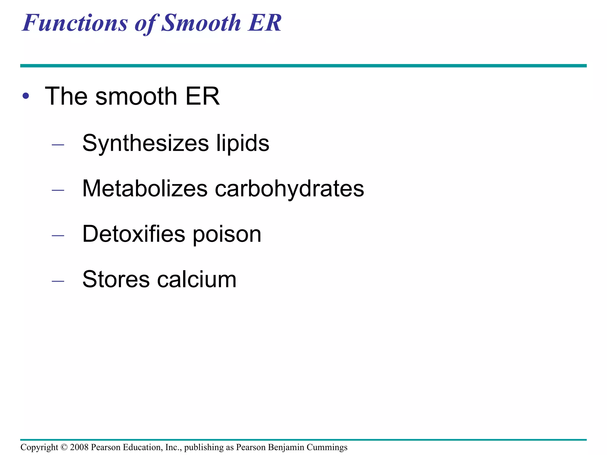 Functions of Smooth ER The smooth ER Synthesizes lipids Metabolizes carbohydrates Detoxifies poison Stores calcium Copyright © 2008 Pearson Education, Inc., publishing as Pearson Benjamin Cummings 
