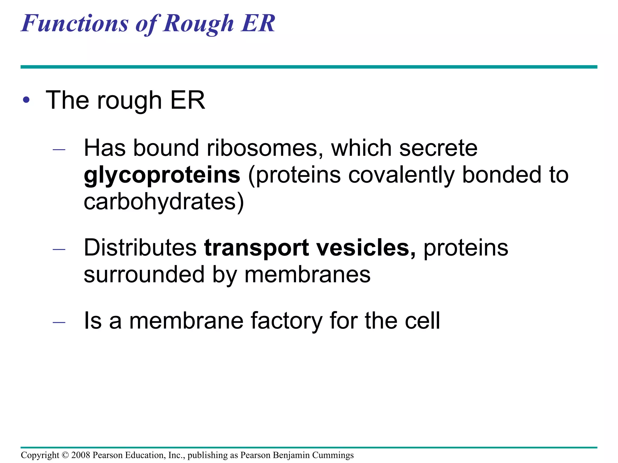 Functions of Rough ER The rough ER Has bound ribosomes, which secrete  glycoproteins  (proteins covalently bonded to carbohydrates) Distributes  transport vesicles,  proteins surrounded by membranes Is a membrane factory for the cell Copyright © 2008 Pearson Education, Inc., publishing as Pearson Benjamin Cummings 