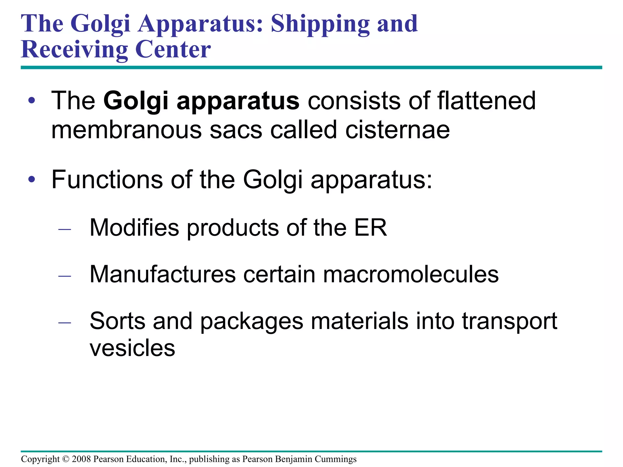 The  Golgi apparatus  consists of flattened membranous sacs called cisternae Functions of the Golgi apparatus: Modifies products of the ER Manufactures certain macromolecules Sorts and packages materials into transport vesicles The Golgi Apparatus: Shipping and  Receiving Center Copyright © 2008 Pearson Education, Inc., publishing as Pearson Benjamin Cummings 
