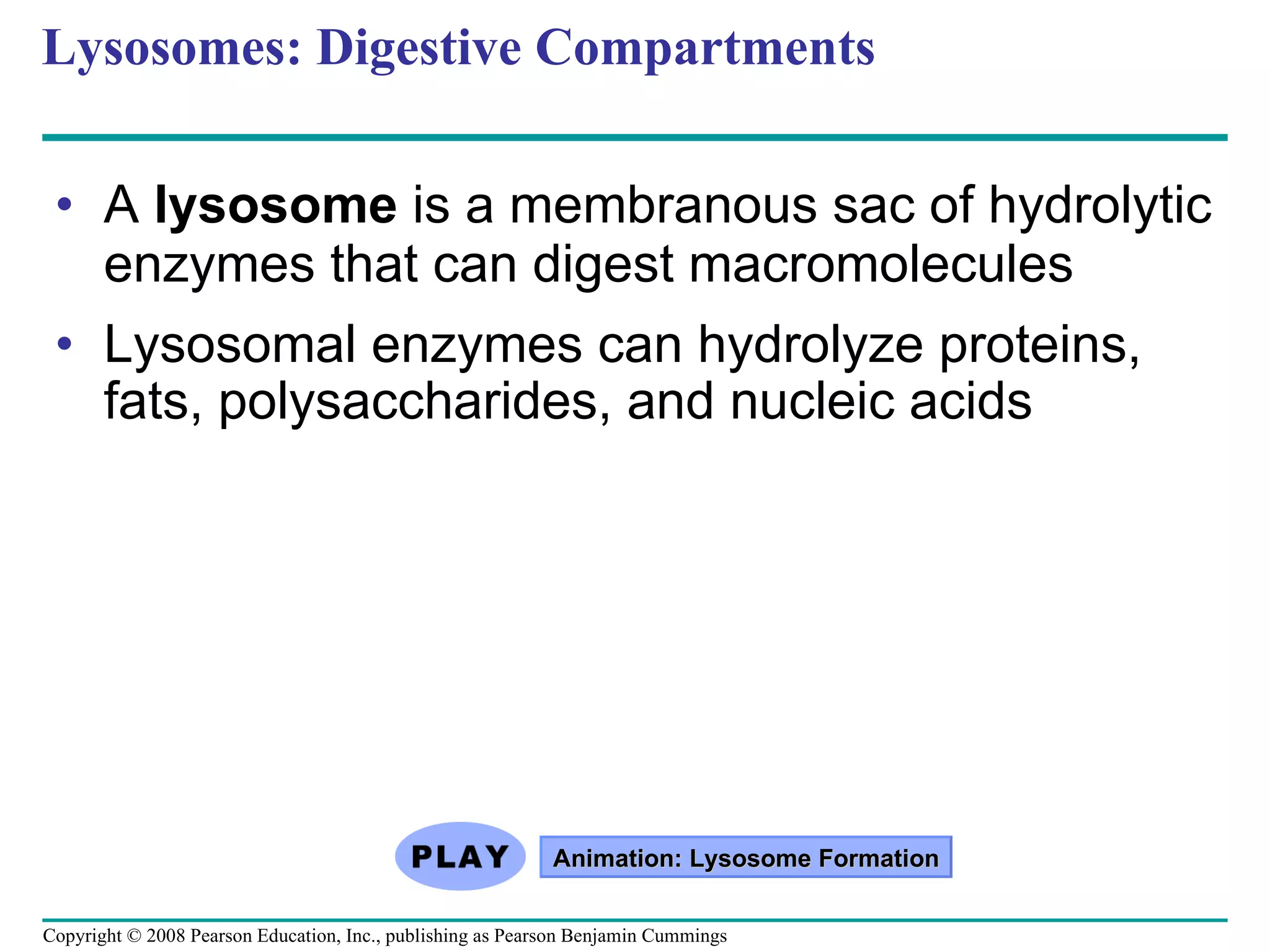 Lysosomes: Digestive Compartments A  lysosome  is a membranous sac of hydrolytic enzymes that can digest macromolecules Lysosomal enzymes can hydrolyze proteins, fats, polysaccharides, and nucleic acids Animation: Lysosome Formation Copyright © 2008 Pearson Education, Inc., publishing as Pearson Benjamin Cummings 
