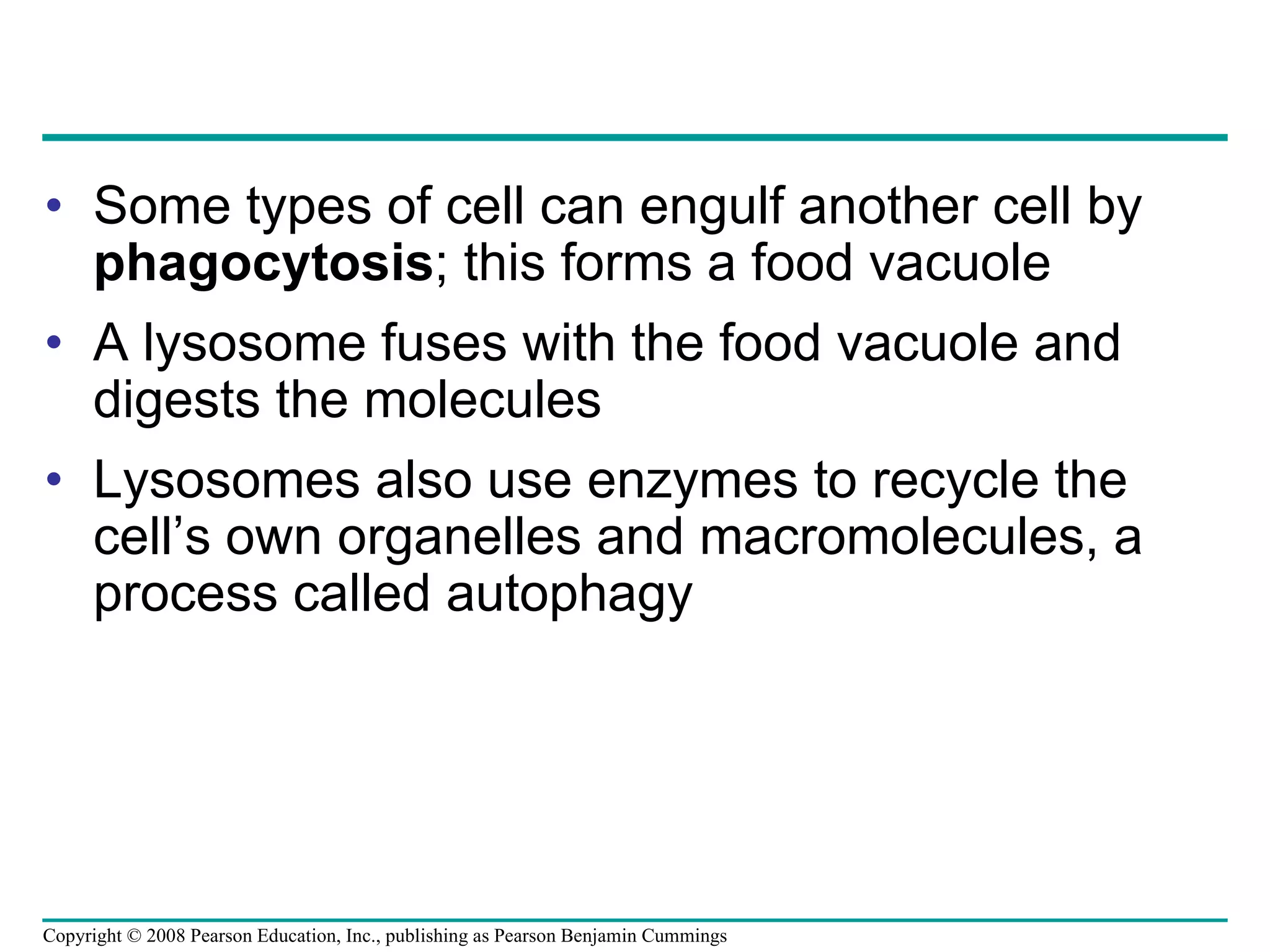 Some types of cell can engulf another cell by  phagocytosis ; this forms a food vacuole A lysosome fuses with the food vacuole and digests the molecules Lysosomes also use enzymes to recycle the cell’s own organelles and macromolecules, a process called autophagy Copyright © 2008 Pearson Education, Inc., publishing as Pearson Benjamin Cummings 