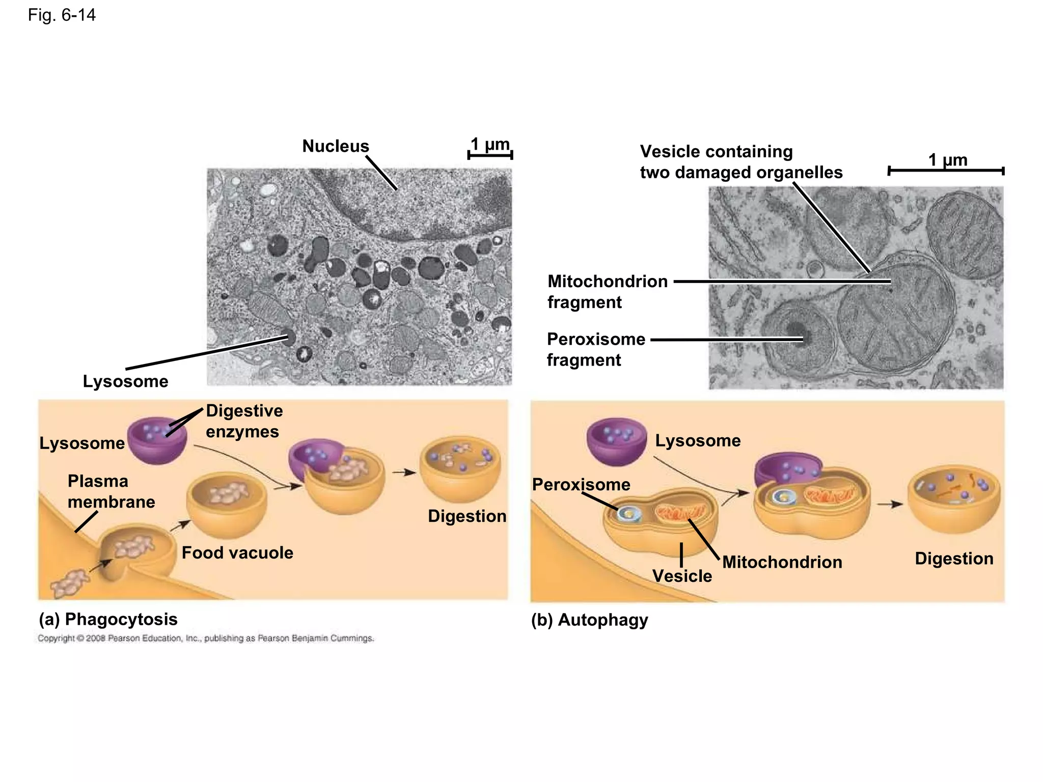Fig. 6-14 Nucleus 1 µm Lysosome Digestive enzymes Lysosome Plasma membrane Food vacuole (a) Phagocytosis Digestion (b) Autophagy Peroxisome Vesicle Lysosome Mitochondrion Peroxisome fragment Mitochondrion fragment Vesicle containing two damaged organelles 1 µm Digestion 