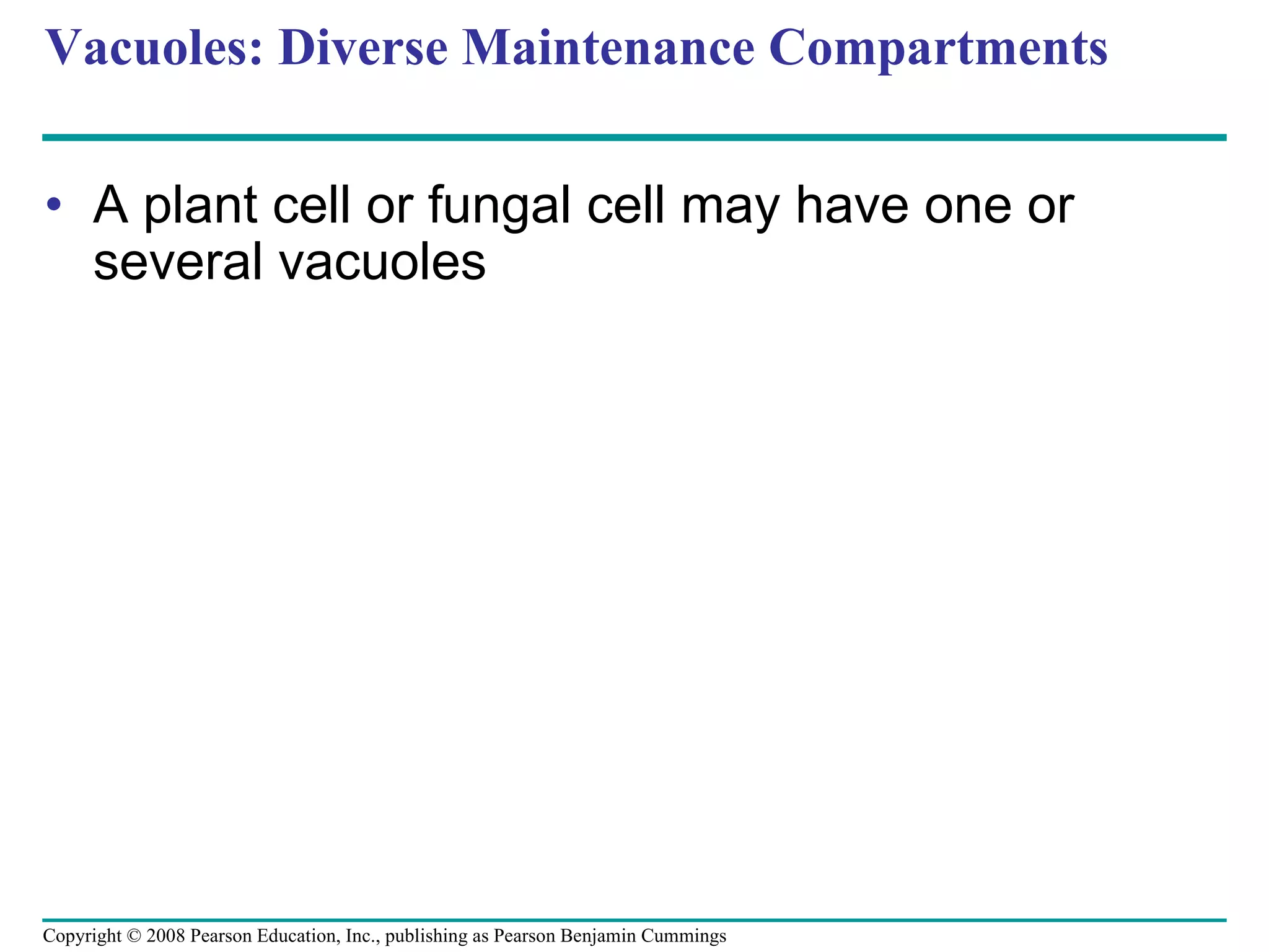 Vacuoles: Diverse Maintenance Compartments A plant cell or fungal cell may have one or several vacuoles Copyright © 2008 Pearson Education, Inc., publishing as Pearson Benjamin Cummings 
