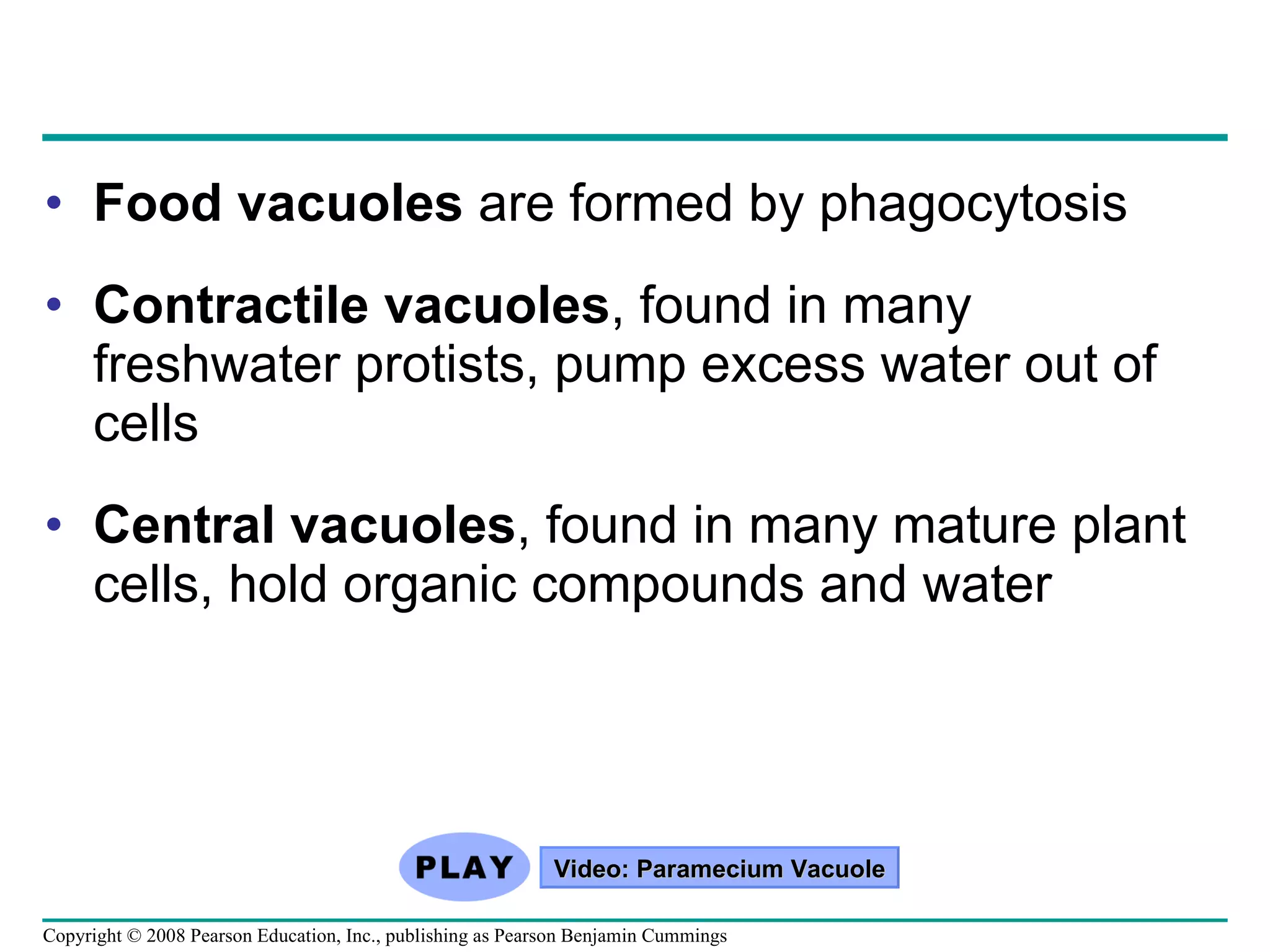 Food vacuoles  are formed by phagocytosis Contractile vacuoles , found in many freshwater protists, pump excess water out of cells Central vacuoles , found in many mature plant cells, hold organic compounds and water Video: Paramecium Vacuole Copyright © 2008 Pearson Education, Inc., publishing as Pearson Benjamin Cummings 