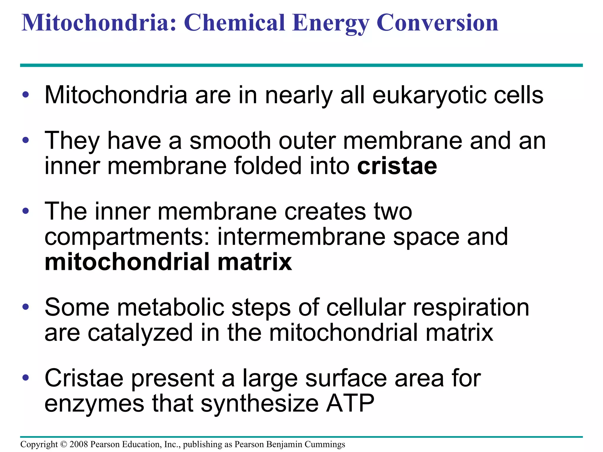 Mitochondria: Chemical Energy Conversion Mitochondria are in nearly all eukaryotic cells They have a smooth outer membrane and an inner membrane folded into  cristae The inner membrane creates two compartments: intermembrane space and  mitochondrial matrix Some metabolic steps of cellular respiration are catalyzed in the mitochondrial matrix Cristae present a large surface area for enzymes that synthesize ATP Copyright © 2008 Pearson Education, Inc., publishing as Pearson Benjamin Cummings 