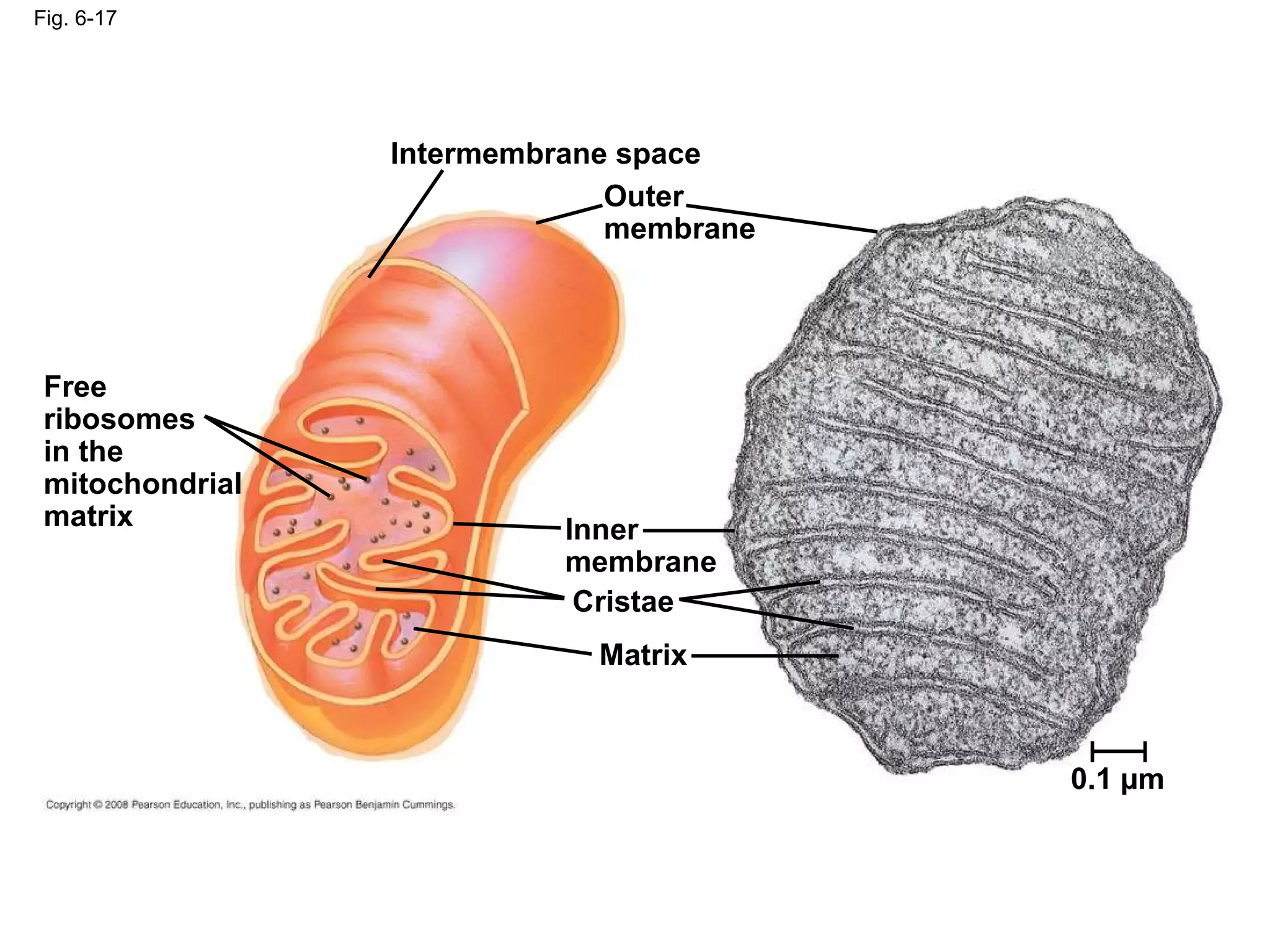 Fig. 6-17 Free ribosomes in the mitochondrial matrix Intermembrane space Outer membrane Inner membrane Cristae Matrix 0.1 µm 