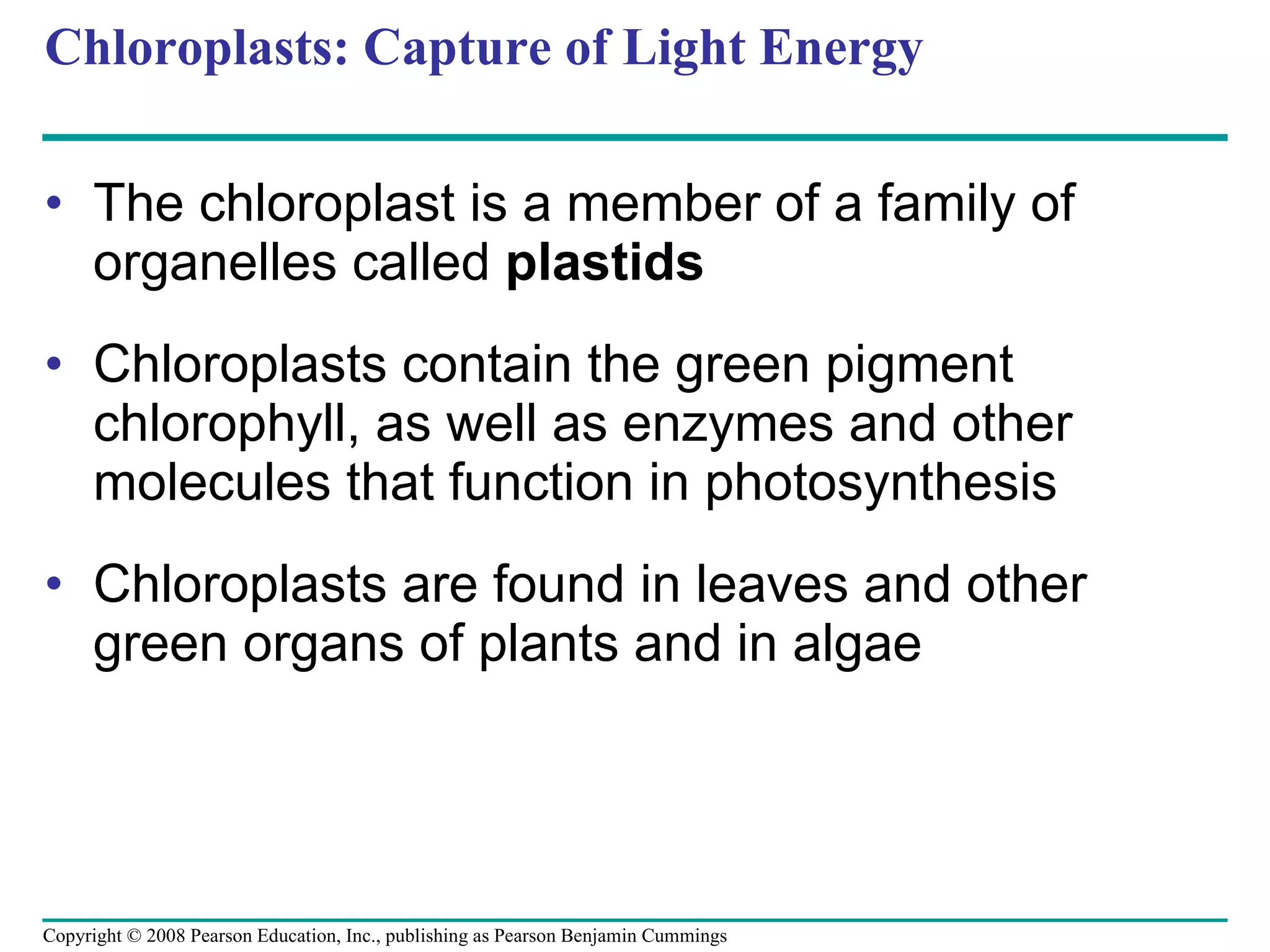 Chloroplasts: Capture of Light Energy The chloroplast is a member of a family of organelles called  plastids Chloroplasts contain the green pigment chlorophyll, as well as enzymes and other molecules that function in photosynthesis Chloroplasts are found in leaves and other green organs of plants and in algae Copyright © 2008 Pearson Education, Inc., publishing as Pearson Benjamin Cummings 