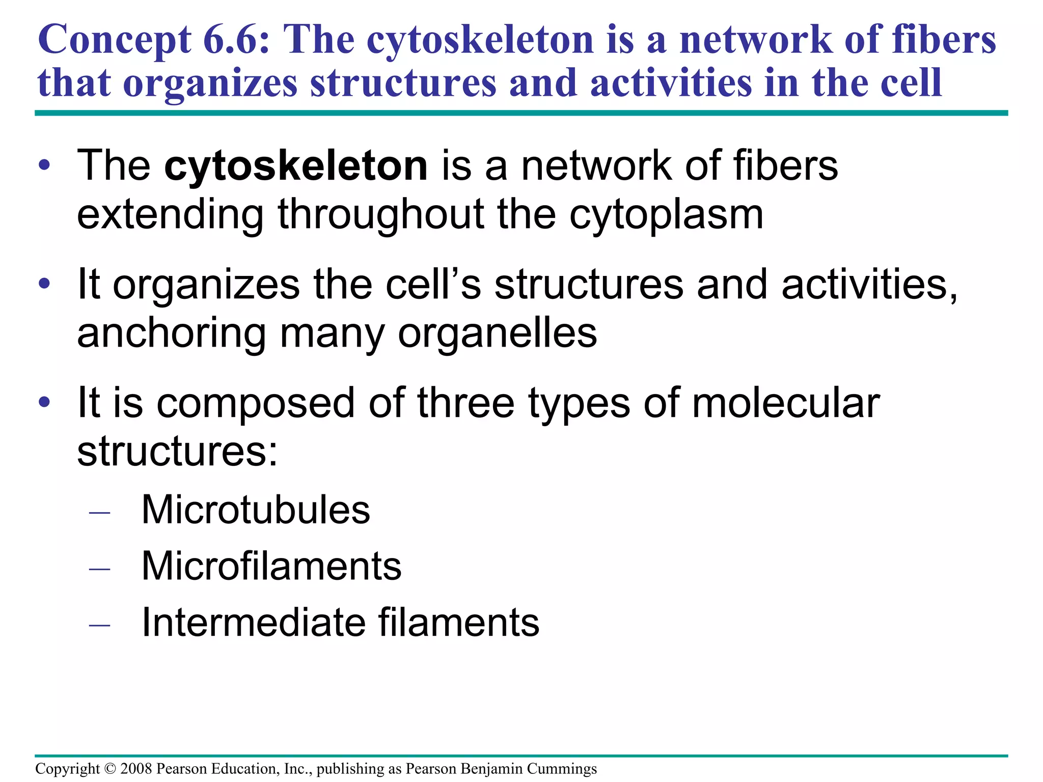Concept 6.6: The cytoskeleton is a network of fibers that organizes structures and activities in the cell The  cytoskeleton  is a network of fibers extending throughout the cytoplasm It organizes the cell’s structures and activities, anchoring many organelles It is composed of three types of molecular structures: Microtubules Microfilaments Intermediate filaments Copyright © 2008 Pearson Education, Inc., publishing as Pearson Benjamin Cummings 