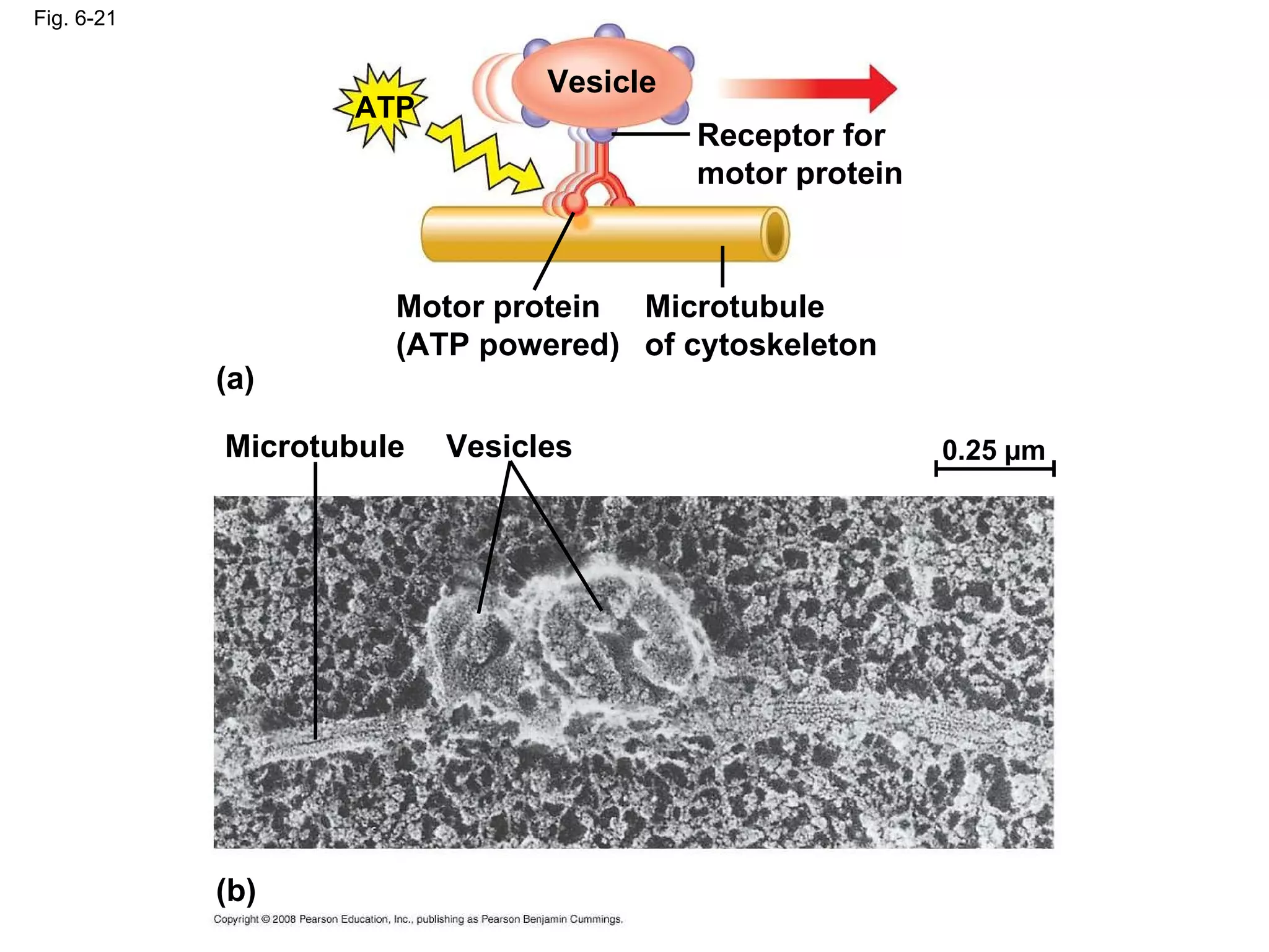 Fig. 6-21 Vesicle ATP Receptor for motor protein Microtubule of cytoskeleton Motor protein (ATP powered) (a) Microtubule Vesicles (b) 0.25 µm 