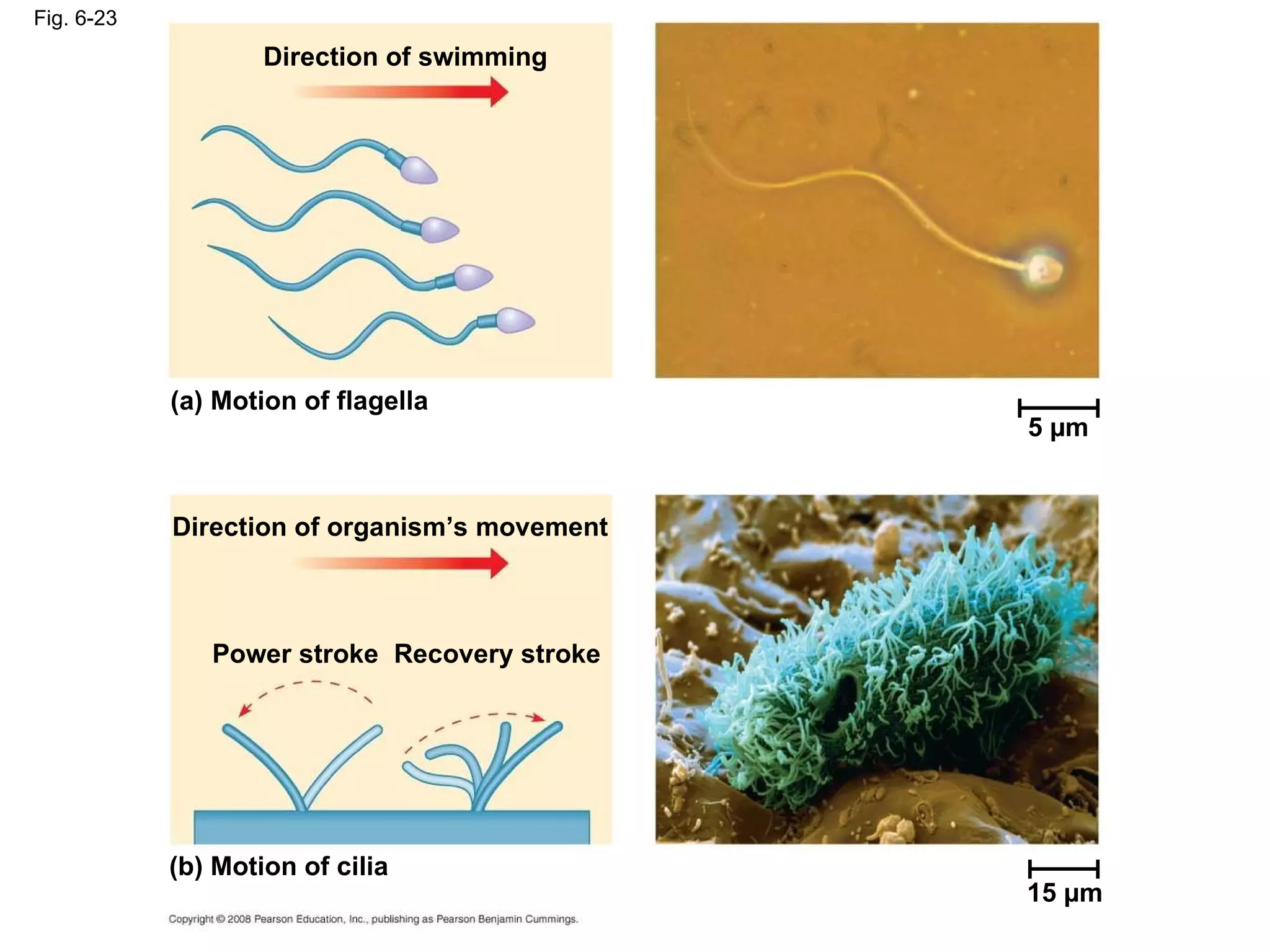Fig. 6-23 5 µm Direction of swimming (a) Motion of flagella Direction of organism’s movement Power stroke Recovery stroke (b) Motion of cilia 15 µm 