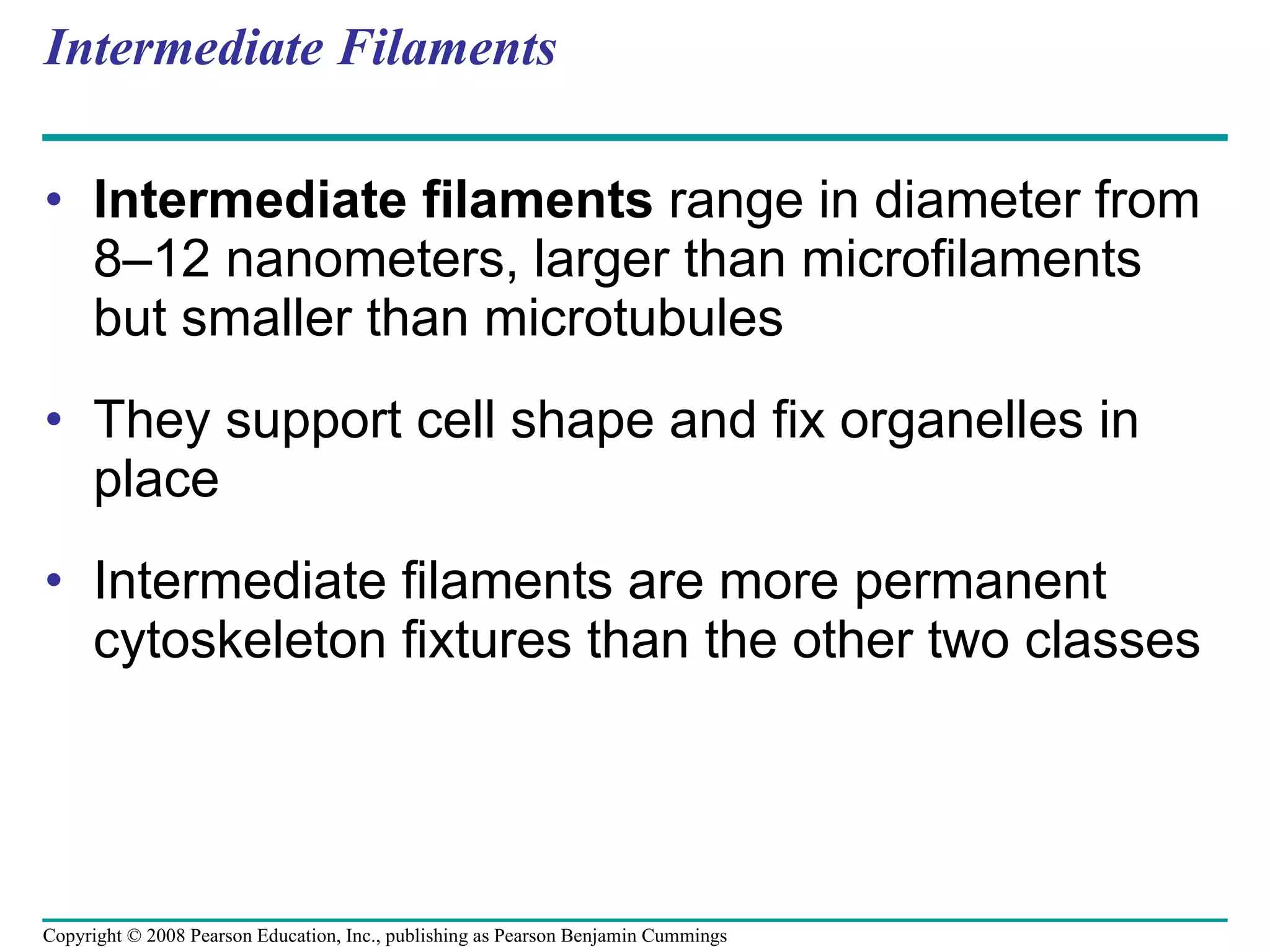 Intermediate Filaments Intermediate filaments  range in diameter from 8–12 nanometers, larger than microfilaments but smaller than microtubules They support cell shape and fix organelles in place Intermediate filaments are more permanent cytoskeleton fixtures than the other two classes Copyright © 2008 Pearson Education, Inc., publishing as Pearson Benjamin Cummings 
