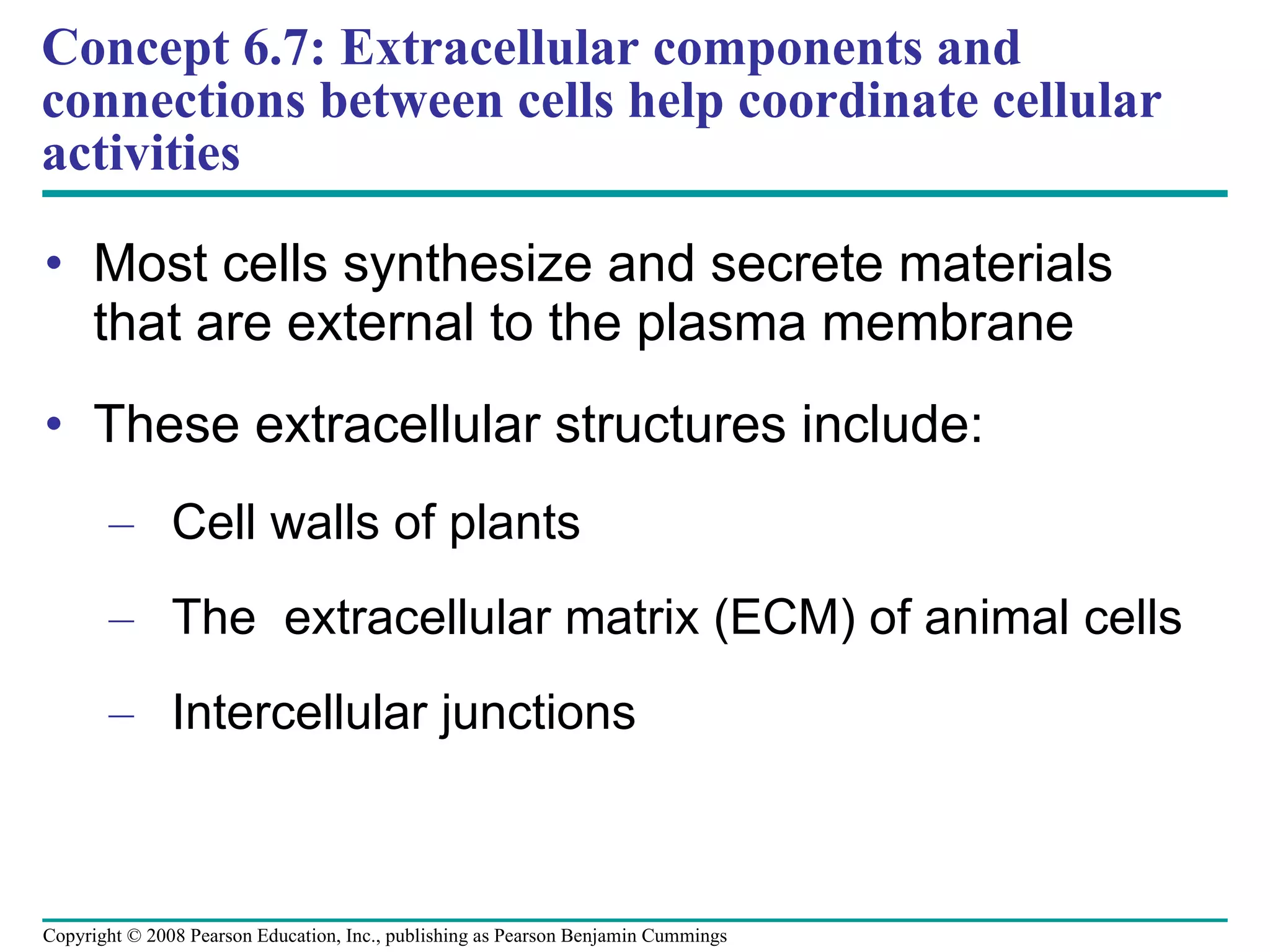 Concept 6.7: Extracellular components and connections between cells help coordinate cellular activities Most cells synthesize and secrete materials that are external to the plasma membrane These extracellular structures include: Cell walls of plants The  extracellular matrix (ECM) of animal cells Intercellular junctions Copyright © 2008 Pearson Education, Inc., publishing as Pearson Benjamin Cummings 