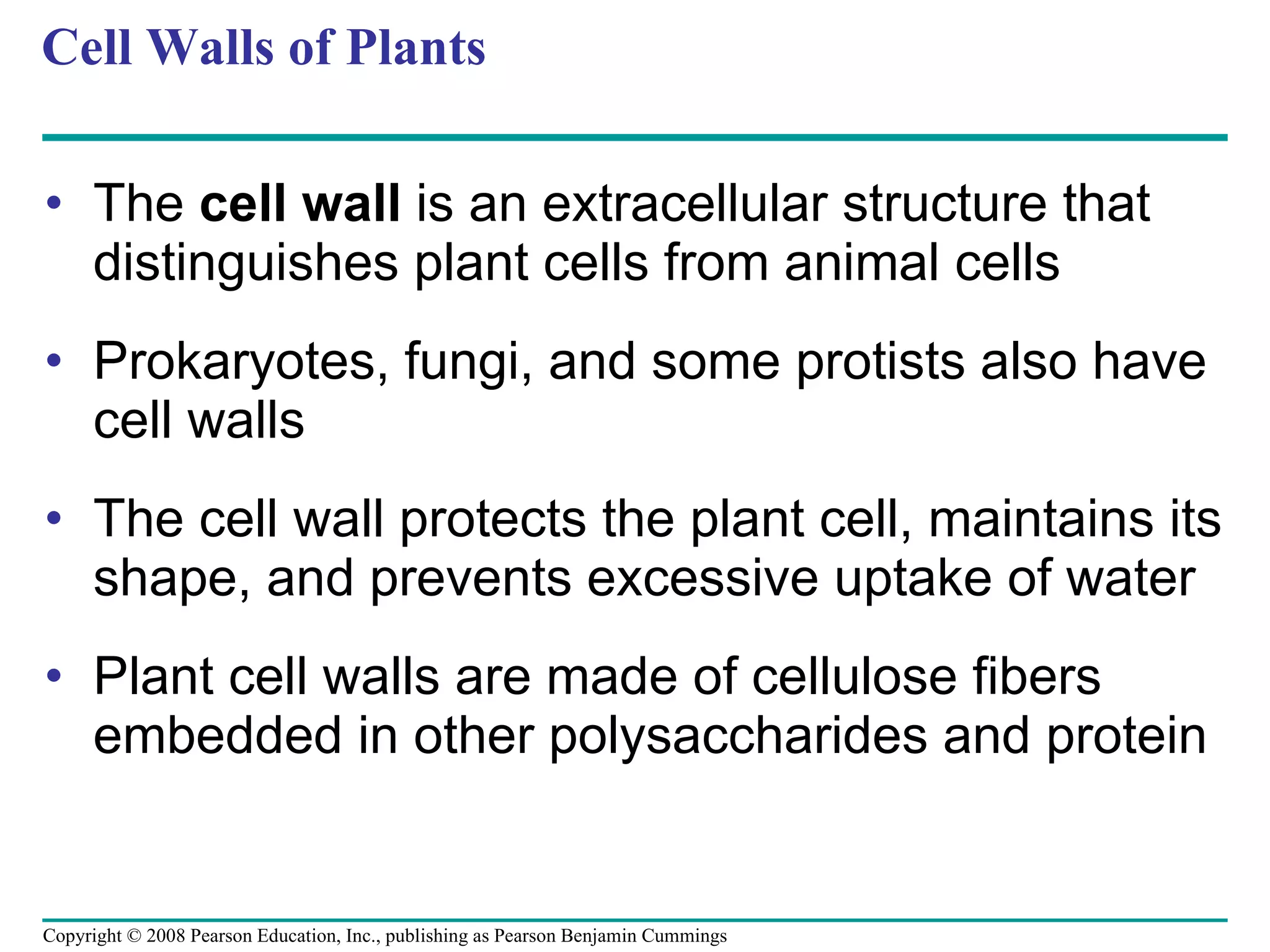 Cell Walls of Plants The  cell wall  is an extracellular structure that distinguishes plant cells from animal cells Prokaryotes, fungi, and some protists also have cell walls The cell wall protects the plant cell, maintains its shape, and prevents excessive uptake of water Plant cell walls are made of cellulose fibers embedded in other polysaccharides and protein Copyright © 2008 Pearson Education, Inc., publishing as Pearson Benjamin Cummings 