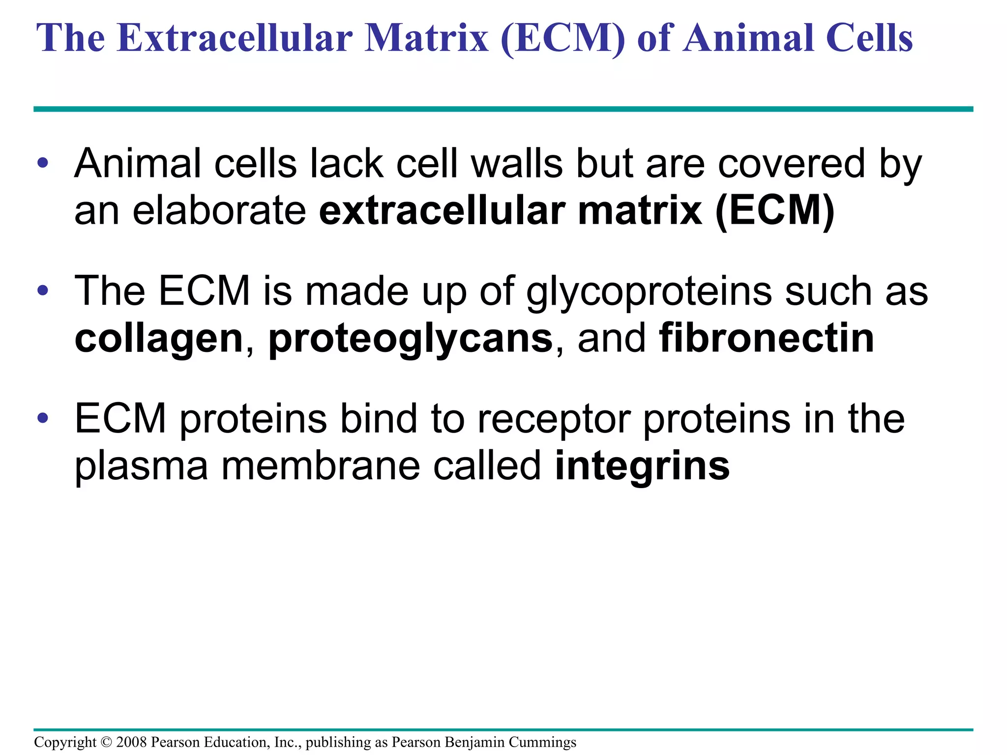The Extracellular Matrix (ECM) of Animal Cells Animal cells lack cell walls but are covered by an elaborate  extracellular matrix (ECM) The ECM is made up of glycoproteins such as  collagen ,  proteoglycans , and  fibronectin ECM proteins bind to receptor proteins in the plasma membrane called  integrins Copyright © 2008 Pearson Education, Inc., publishing as Pearson Benjamin Cummings 