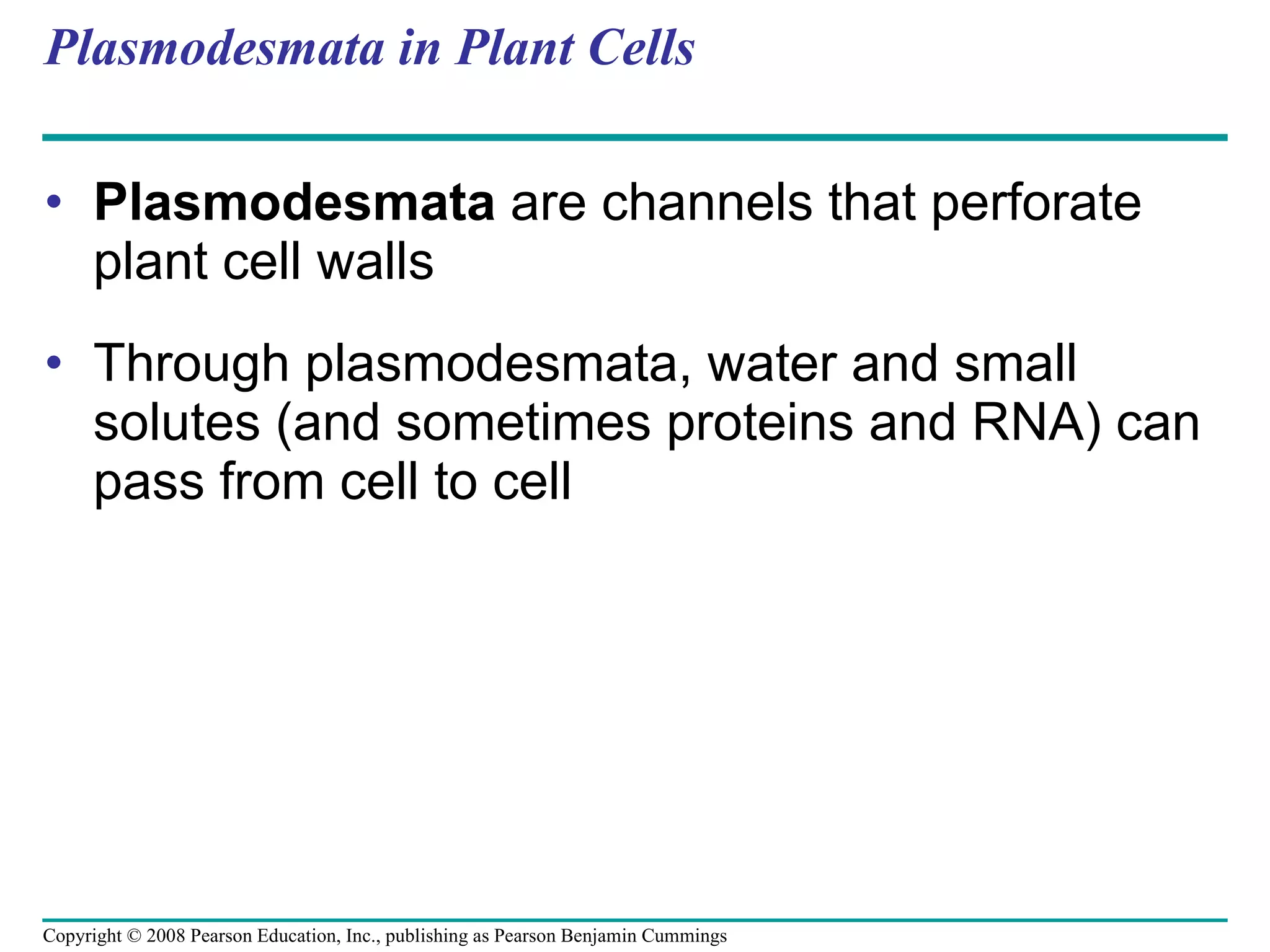 Plasmodesmata in Plant Cells Plasmodesmata  are channels that perforate plant cell walls Through plasmodesmata, water and small solutes (and sometimes proteins and RNA) can pass from cell to cell Copyright © 2008 Pearson Education, Inc., publishing as Pearson Benjamin Cummings 