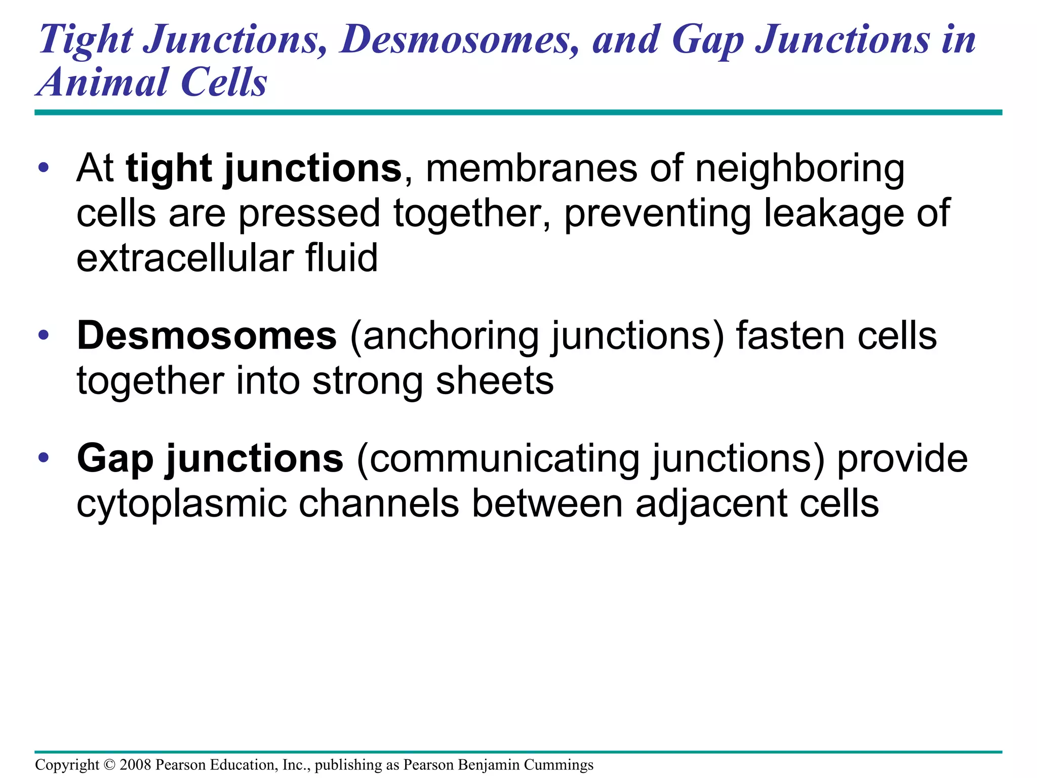 Tight Junctions, Desmosomes, and Gap Junctions in Animal Cells At  tight junctions , membranes of neighboring cells are pressed together, preventing leakage of extracellular fluid Desmosomes  (anchoring junctions) fasten cells together into strong sheets Gap junctions  (communicating junctions) provide cytoplasmic channels between adjacent cells Copyright © 2008 Pearson Education, Inc., publishing as Pearson Benjamin Cummings 