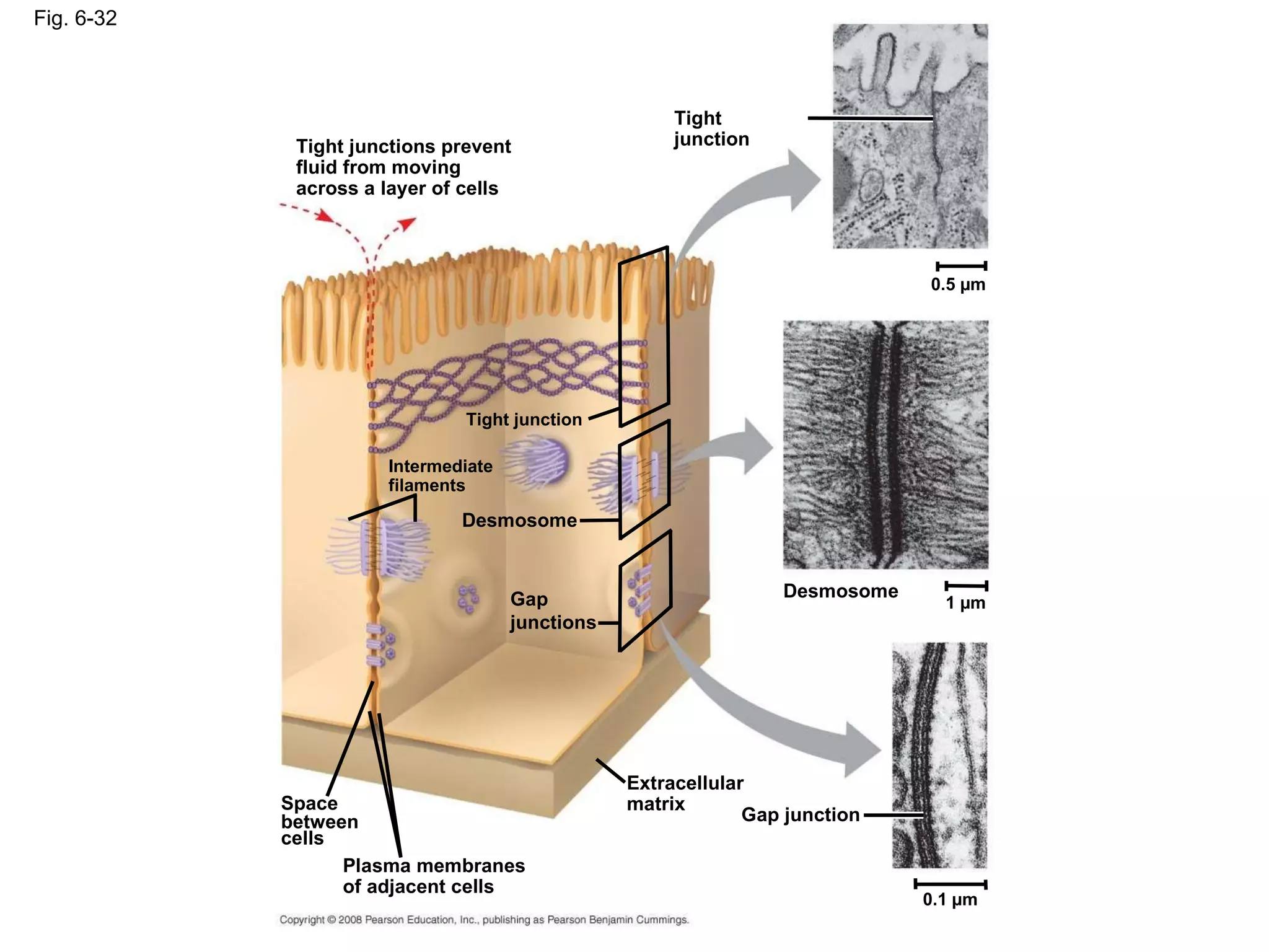 Fig. 6-32 Tight junction 0.5 µm 1 µm Desmosome Gap junction Extracellular matrix 0.1 µm Plasma membranes of adjacent cells Space between cells Gap junctions Desmosome Intermediate filaments Tight junction Tight junctions prevent fluid from moving across a layer of cells 