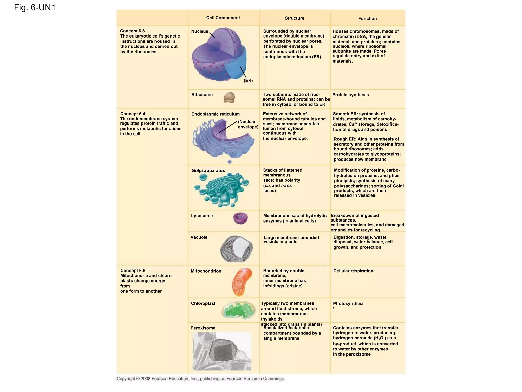 Fig. 6-UN1 Cell Component  Structure  Function  Houses chromosomes, made of chromatin (DNA, the genetic material, and proteins); contains nucleoli, where ribosomal subunits are made. Pores regulate entry and exit of materials.  Nucleus  (ER)  Concept 6.3  The eukaryotic cell’s genetic instructions are housed in the nucleus and carried out by the ribosomes  Ribosome  Concept 6.4  Endoplasmic reticulum  The endomembrane system regulates protein traffic and performs metabolic functions in the cell  (Nuclear envelope)  Concept 6.5  Mitochondria and chloro- plasts change energy from one form to another  Golgi apparatus  Lysosome  Vacuole  Mitochondrion  Chloroplast  Peroxisome Two subunits made of ribo- somal RNA and proteins; can be free in cytosol or bound to ER Extensive network of membrane-bound tubules and sacs; membrane separates lumen from cytosol; continuous with the nuclear envelope. Membranous sac of hydrolytic enzymes (in animal cells)  Large membrane-bounded vesicle in plants Bounded by double membrane; inner membrane has infoldings (cristae) Typically two membranes around fluid stroma, which contains membranous thylakoids stacked into grana (in plants) Specialized metabolic compartment bounded by a single membrane Protein synthesis  Smooth ER: synthesis of lipids, metabolism of carbohy- drates, Ca 2+  storage, detoxifica-tion of drugs and poisons  Rough ER: Aids in synthesis of secretory and other proteins from bound ribosomes; adds carbohydrates to glycoproteins; produces new membrane  Modification of proteins, carbo- hydrates on proteins, and phos- pholipids; synthesis of many polysaccharides; sorting of Golgi products, which are then  released in vesicles.  Breakdown of ingested substances, cell macromolecules, and damaged organelles for recycling  Digestion, storage, waste disposal, water balance, cell growth, and protection Cellular respiration  Photosynthesis  Contains enzymes that transfer hydrogen to water, producing hydrogen peroxide (H 2 O 2 ) as a by-product, which is converted to water by other enzymes in the peroxisome  Stacks of flattened membranous sacs; has polarity ( cis  and  trans faces)  Surrounded by nuclear envelope (double membrane) perforated by nuclear pores. The nuclear envelope is continuous with the endoplasmic reticulum (ER). 