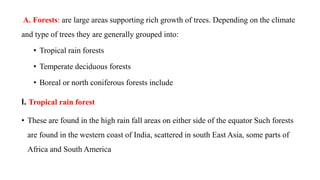 A. Forests: are large areas supporting rich growth of trees. Depending on the climate
and type of trees they are generally grouped into:
• Tropical rain forests
• Temperate deciduous forests
• Boreal or north coniferous forests include
I. Tropical rain forest
• These are found in the high rain fall areas on either side of the equator Such forests
are found in the western coast of India, scattered in south East Asia, some parts of
Africa and South America
 