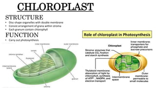 Biology form 4 chapter 2 | PPTX