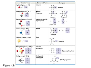 Figure 4.9
Chemical Group Compound Name Examples
Ethanol
PropanalAcetone
Acetic acid
Glycine
Cysteine
Glycerol phosphate
Organic
phosphate
Thiol
Amine
Carboxylic acid, or
organic acid
Ketone
Aldehyde
AlcoholHydroxyl group (—OH)
Carboxyl group (—COOH)
Amino group (—NH2)
Sulfhydryl group (—SH)
Phosphate group (—OPO3
2−
)
Methyl group (—CH3) Methylated
compound
5-Methyl cytosine
Carbonyl group ( C ＝
O)
——
 