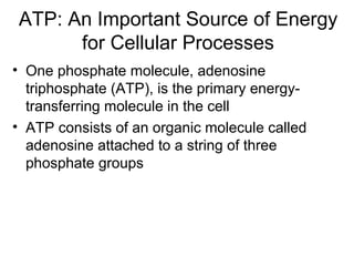 ATP: An Important Source of Energy
for Cellular Processes
• One phosphate molecule, adenosine
triphosphate (ATP), is the primary energy-
transferring molecule in the cell
• ATP consists of an organic molecule called
adenosine attached to a string of three
phosphate groups
 