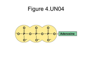 Figure 4.UN04
Adenosine
 