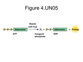Figure 4.UN05
Reacts
with H2O
Inorganic
phosphate
ADP
EnergyAdenosine Adenosine
ATP
P P P P PP i
 