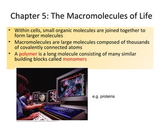 Chapter 5: The Macromolecules of Life
• Within cells, small organic molecules are joined together to
form larger molecules
• Macromolecules are large molecules composed of thousands
of covalently connected atoms
• A polymer is a long molecule consisting of many similar
building blocks called monomers
e.g. proteins
 