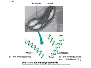 Bio Chapter 5: Macromolecules | PPT