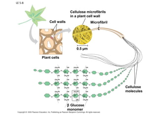 Microfibrils Cell Bio Chapter 5: Macromolecules | PPT