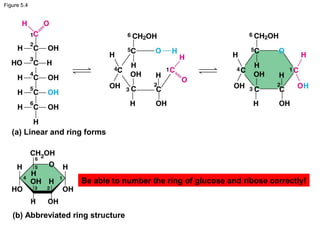 Bio Chapter 5: Macromolecules | PPT