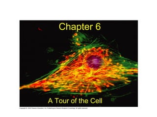 Chapter 6
A Tour of the Cell
 